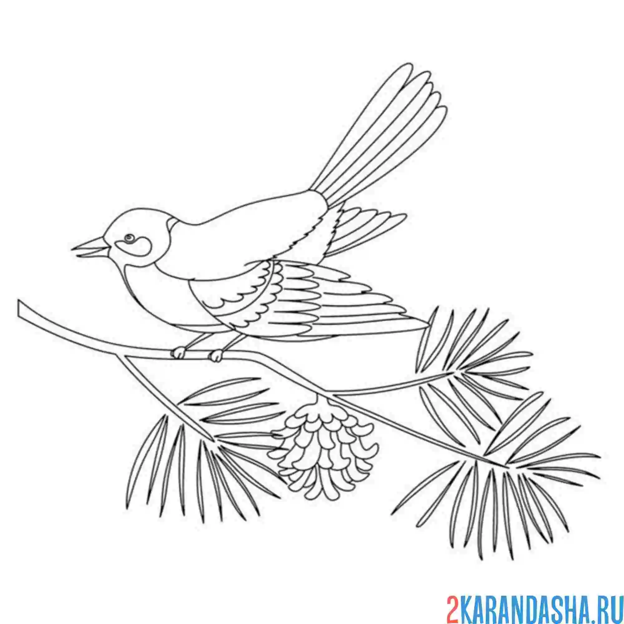 Раскраска синичка на елке