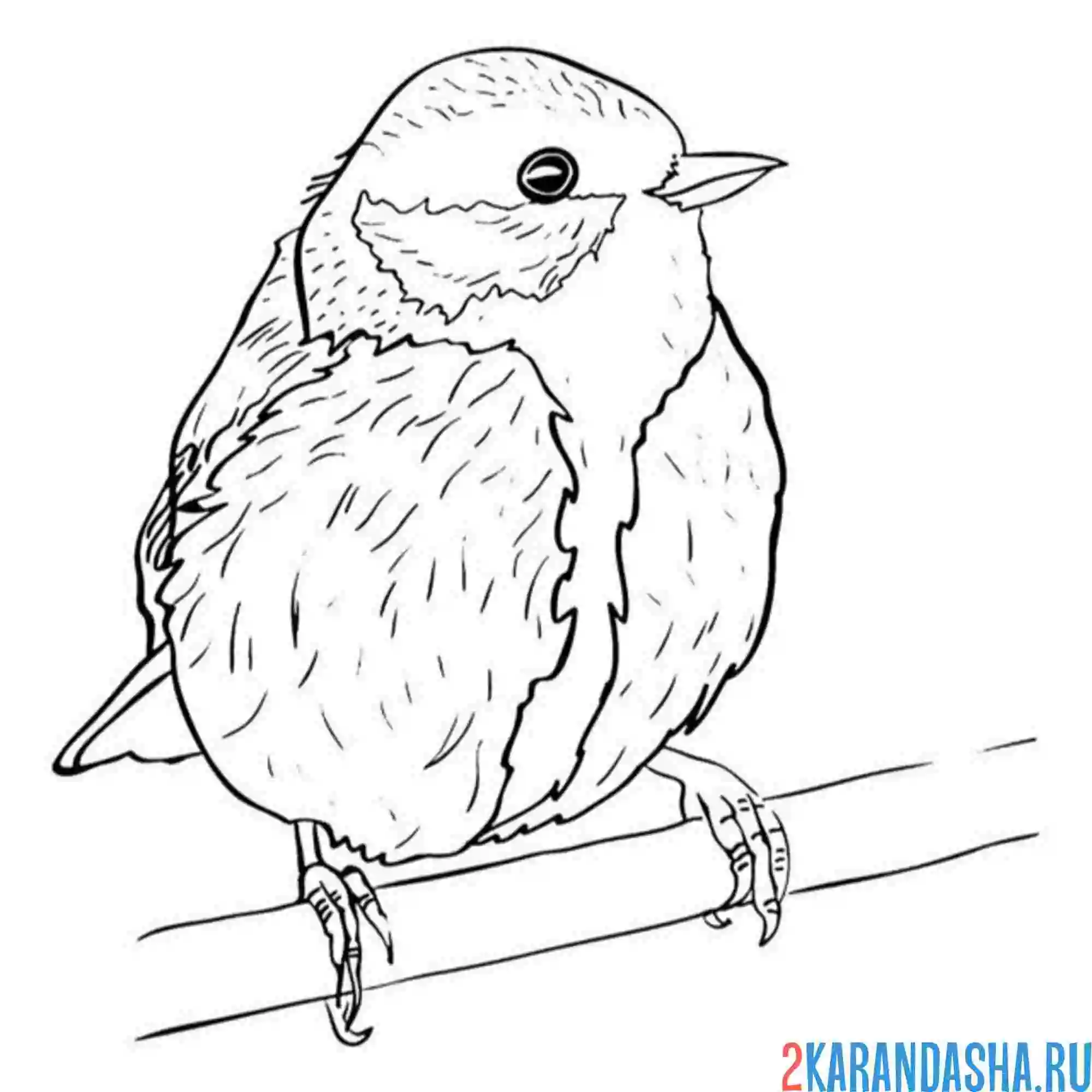 Раскраска синица и веточка