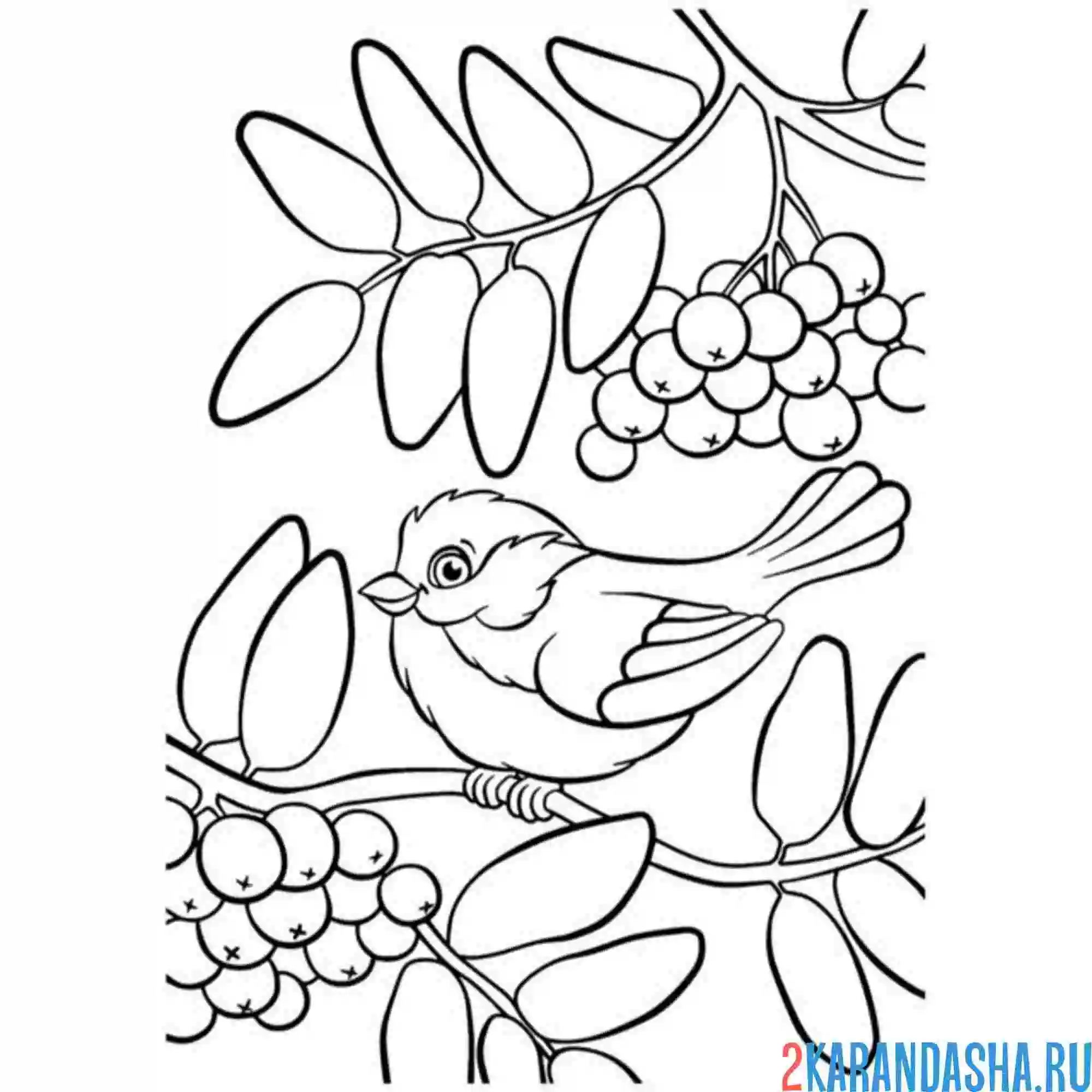 Раскраска птичка на рябине