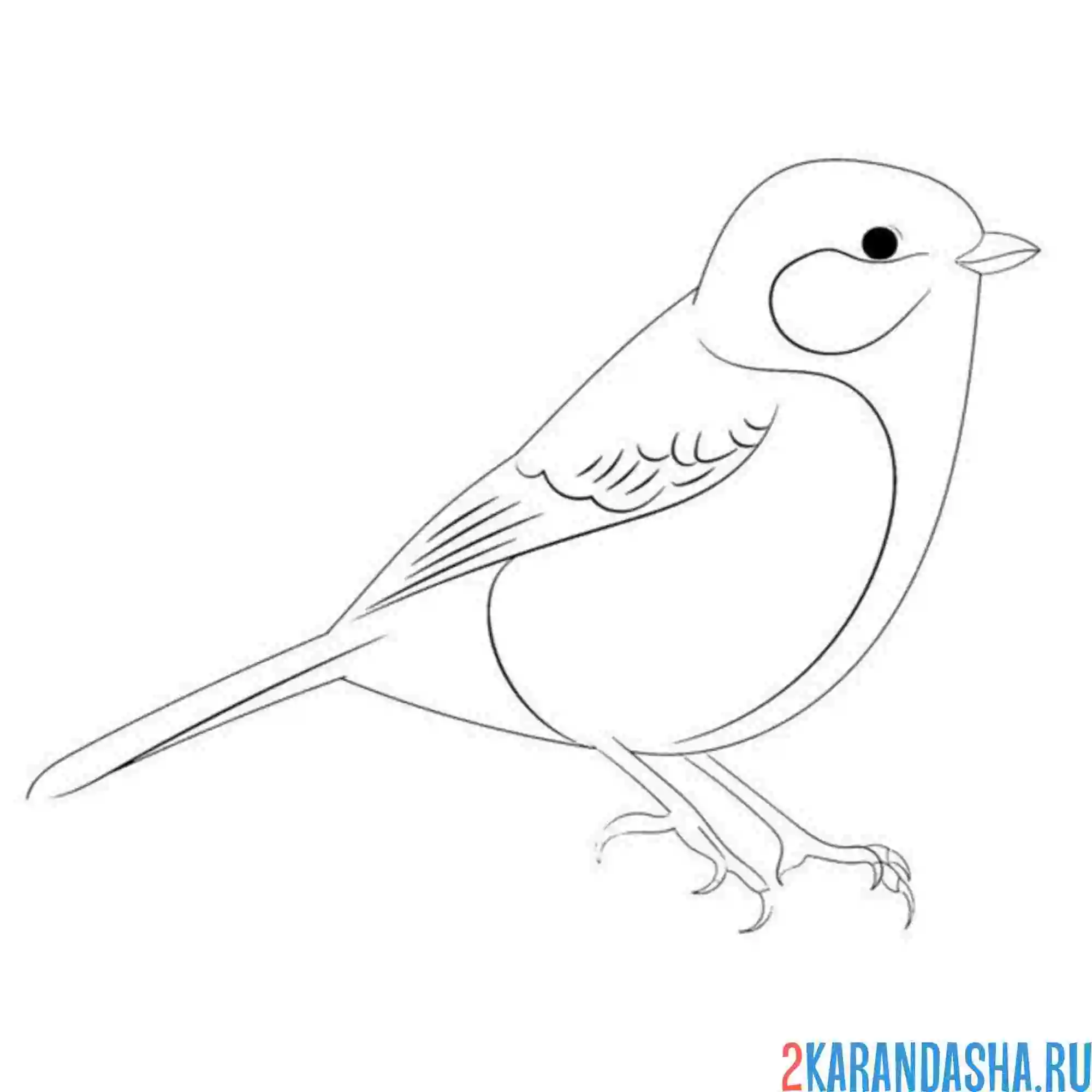 Раскраска синица иллюстрация