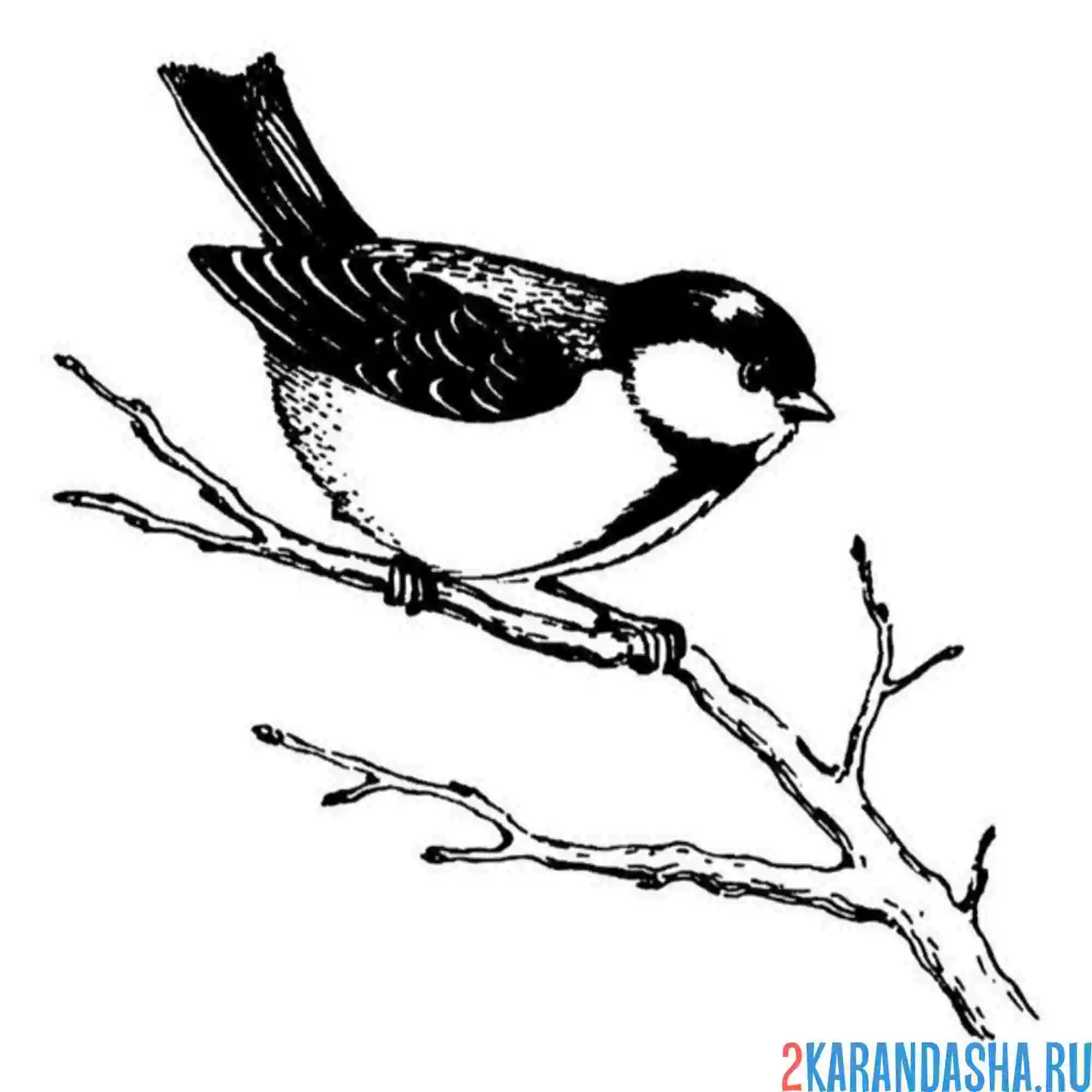 Раскраска синица осенью