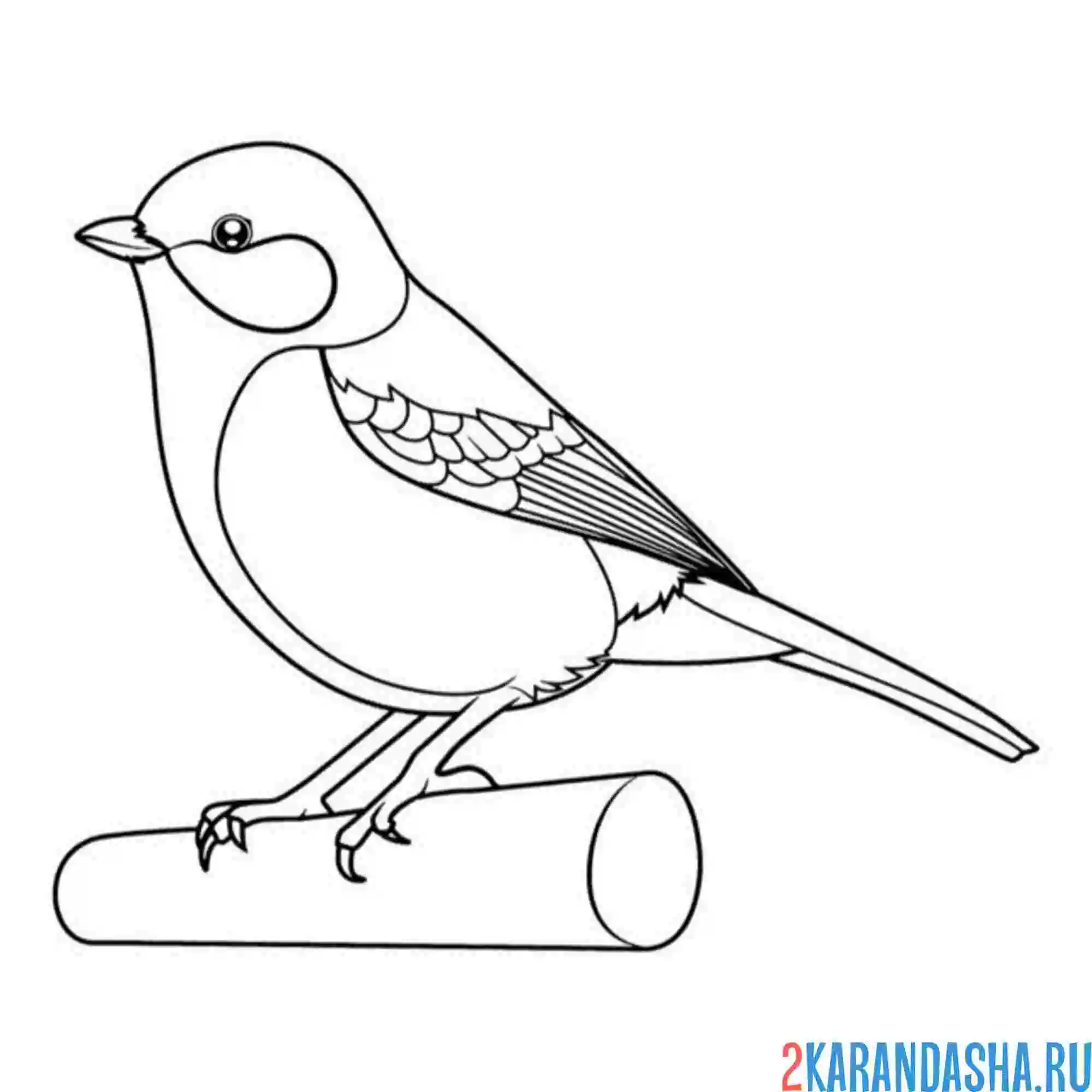 Раскраска синичка не жердочке