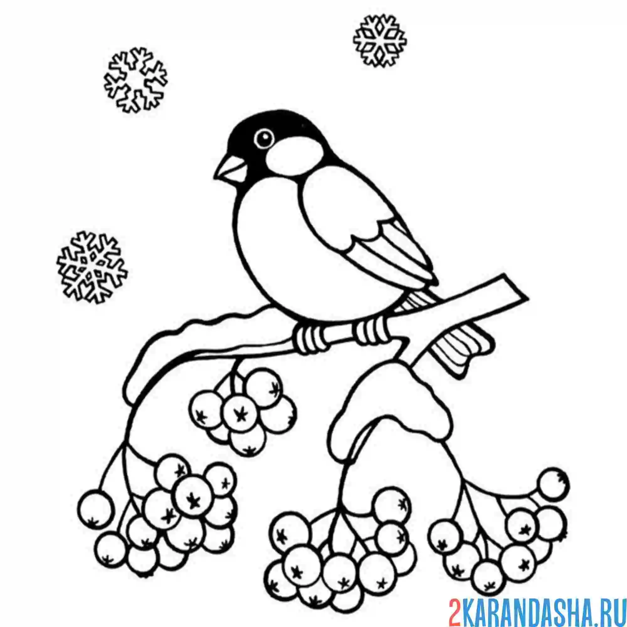 Раскраска синичка (снегирь) и рябина