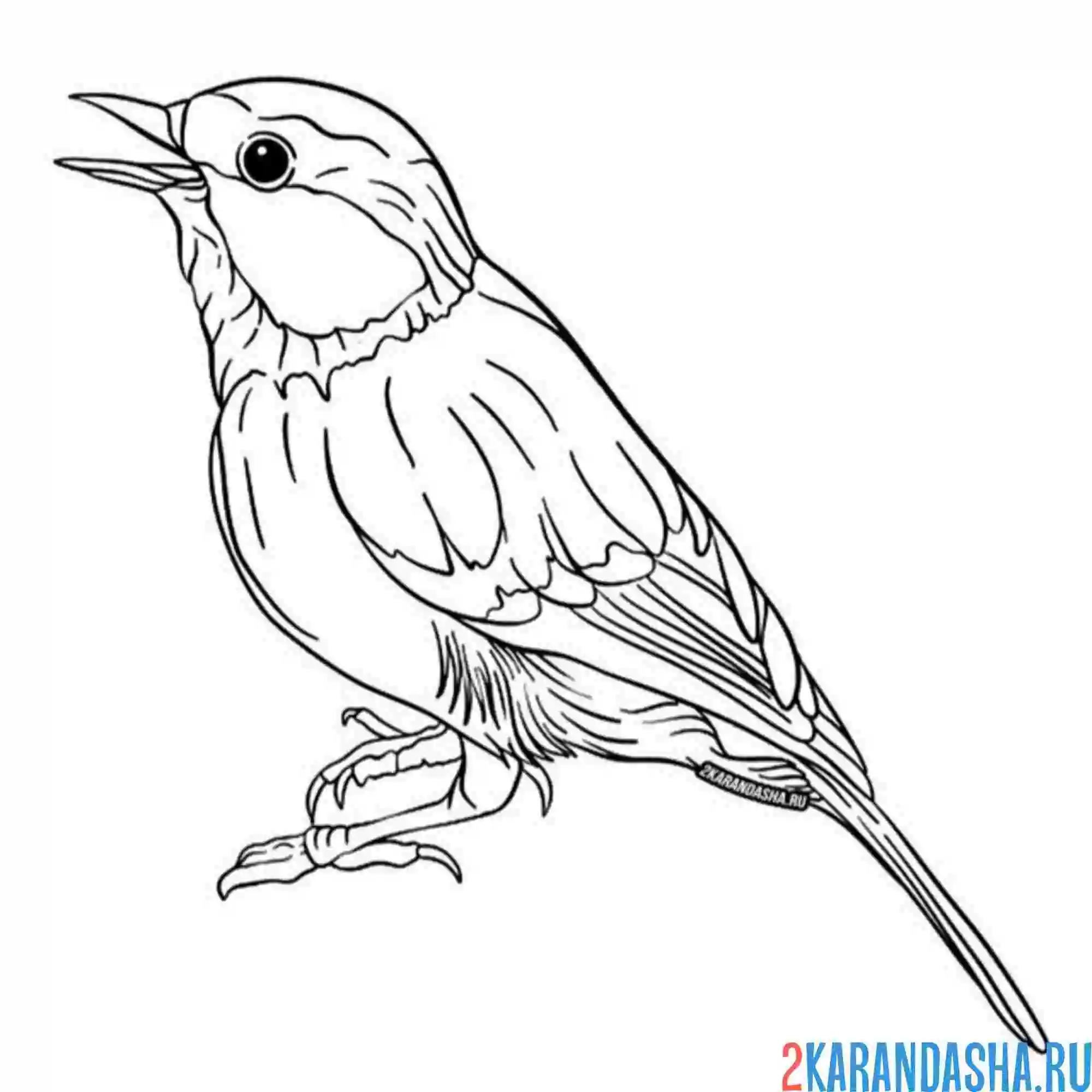 Раскраска поющая синичка