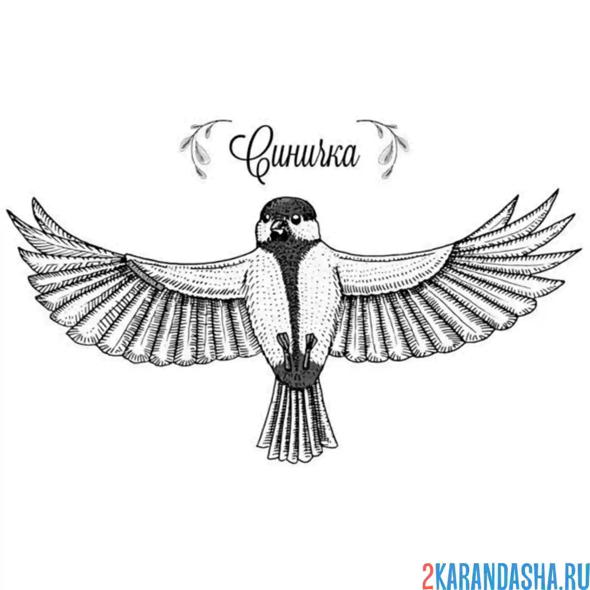 Раскраска синичка расправила крылья