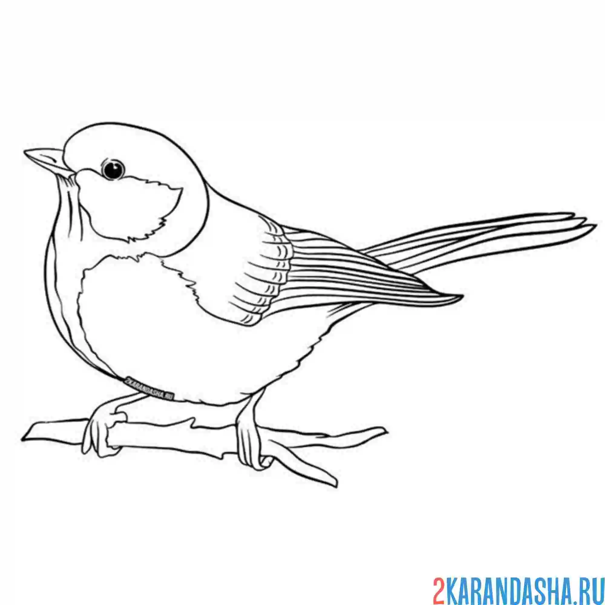 Раскраска синичка поет