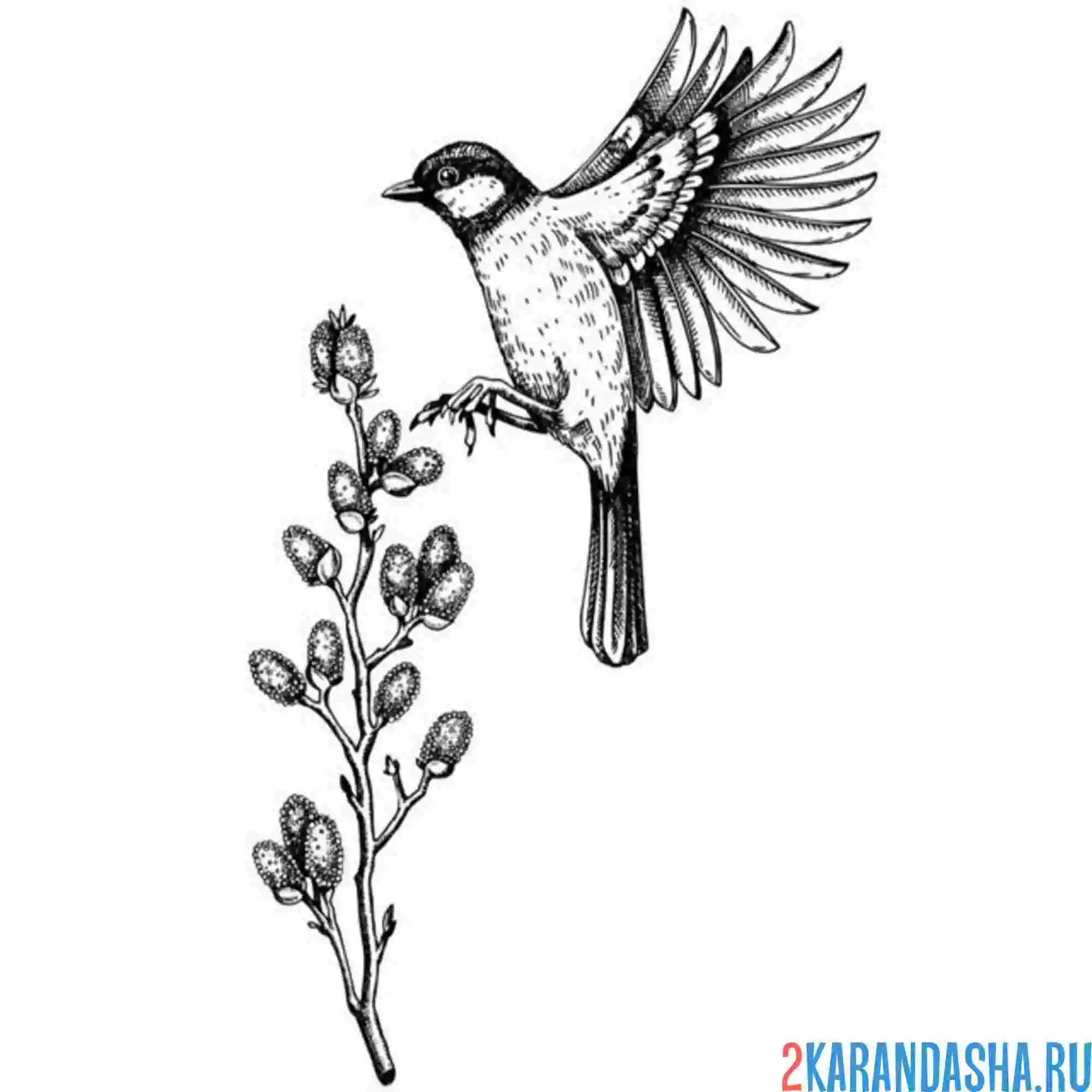 Раскраска синица в полете