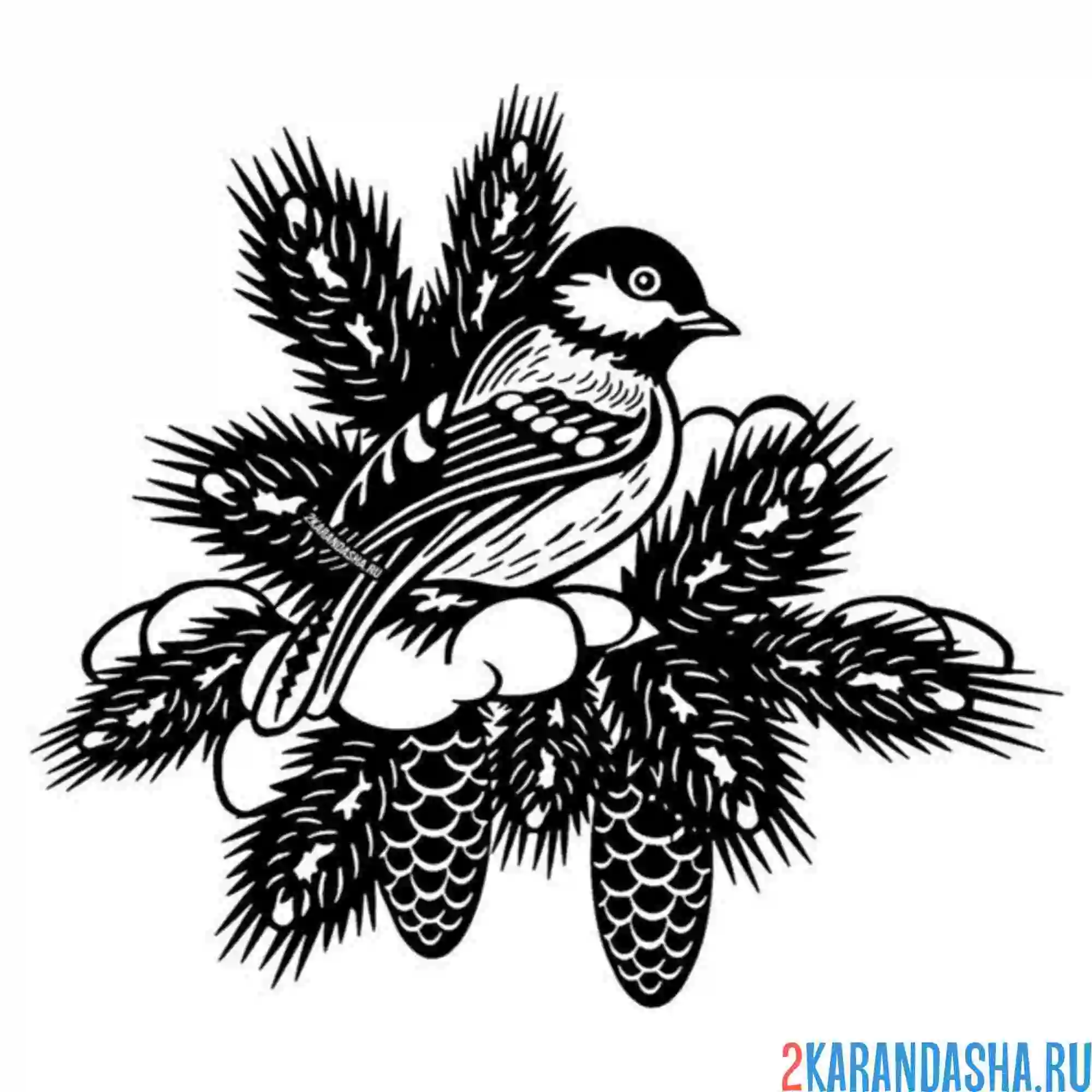 Раскраска синичка и шишки