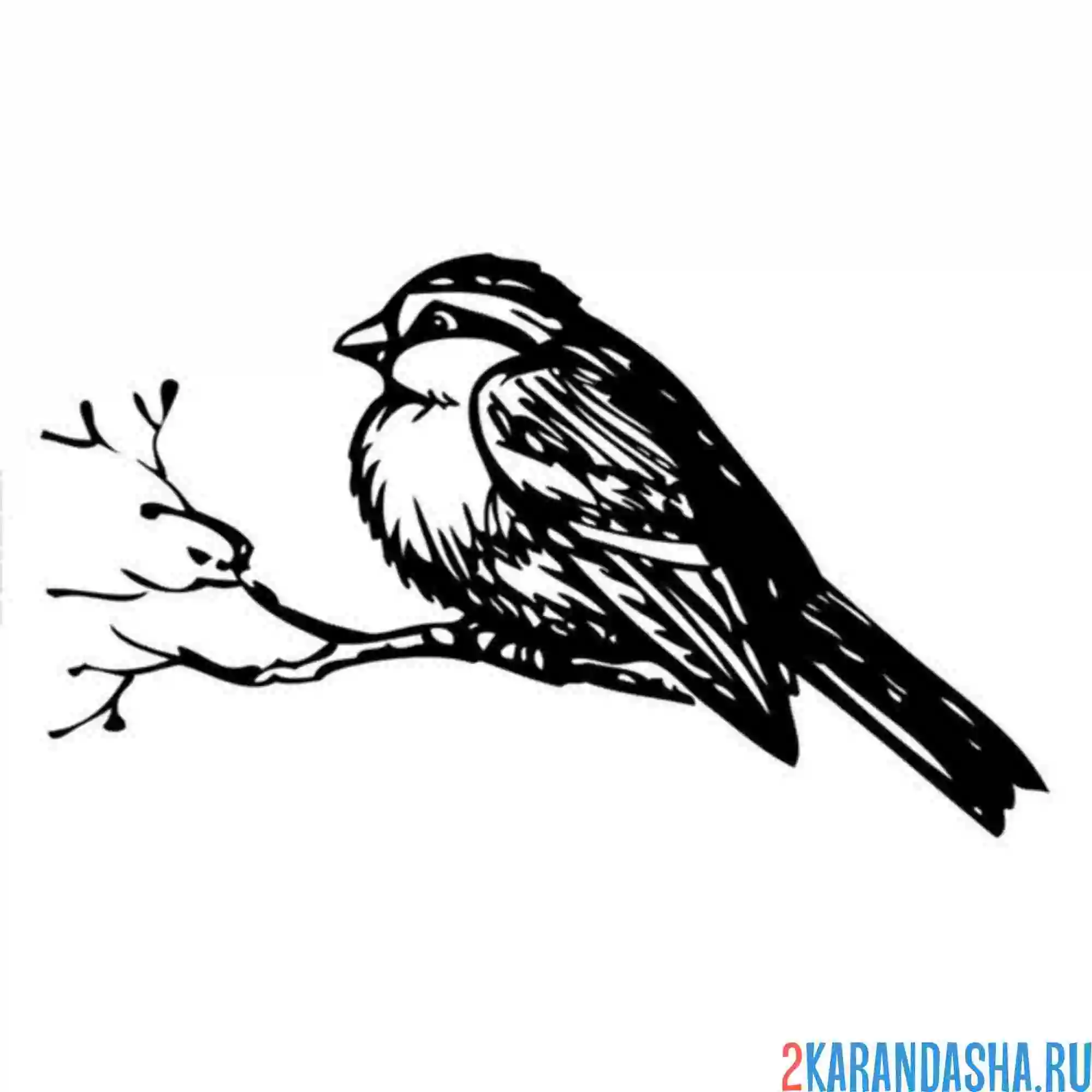 Раскраска синичка и ветка без листьев