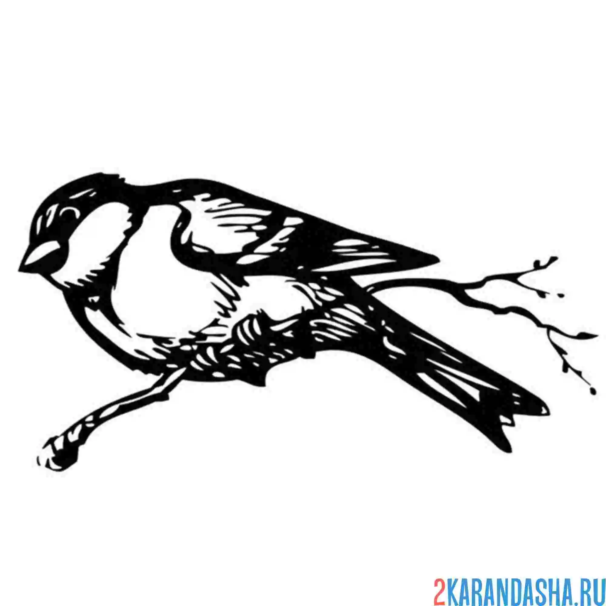 Раскраска веточка и синичка