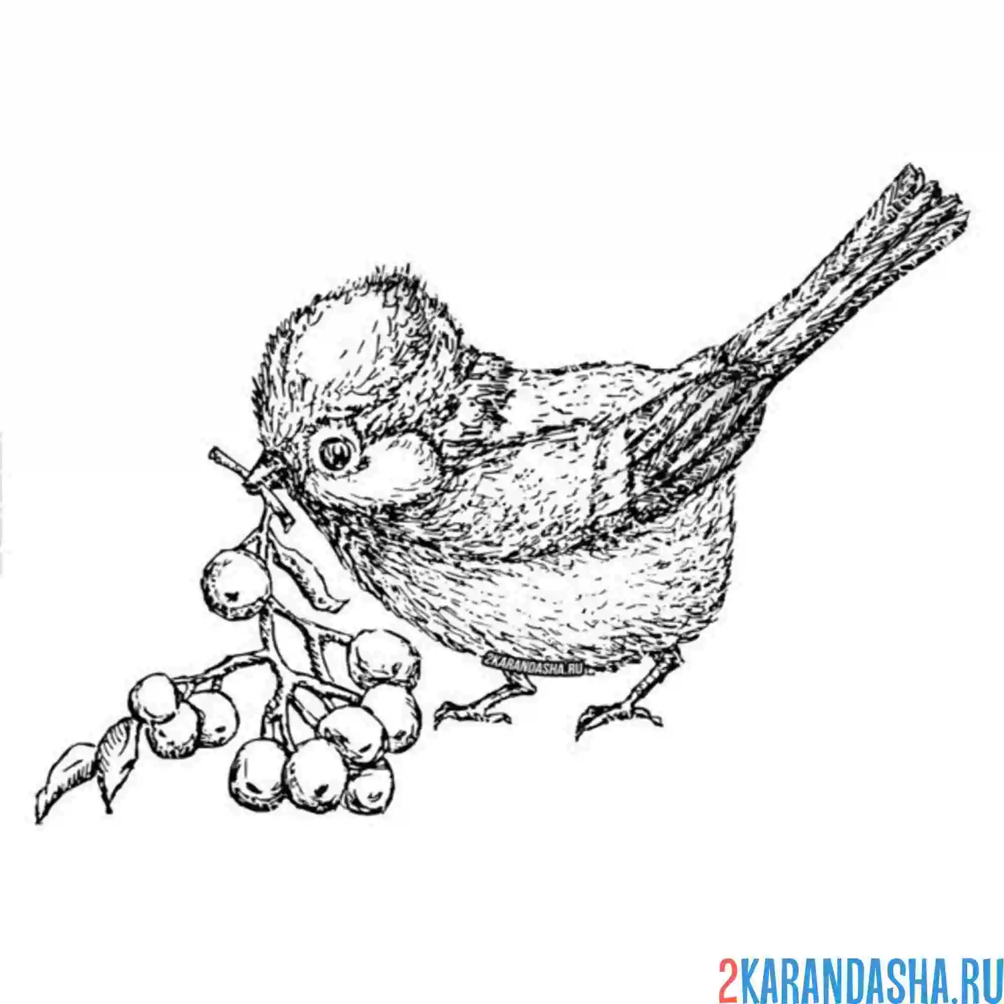 Раскраска синичка нашла ягоду