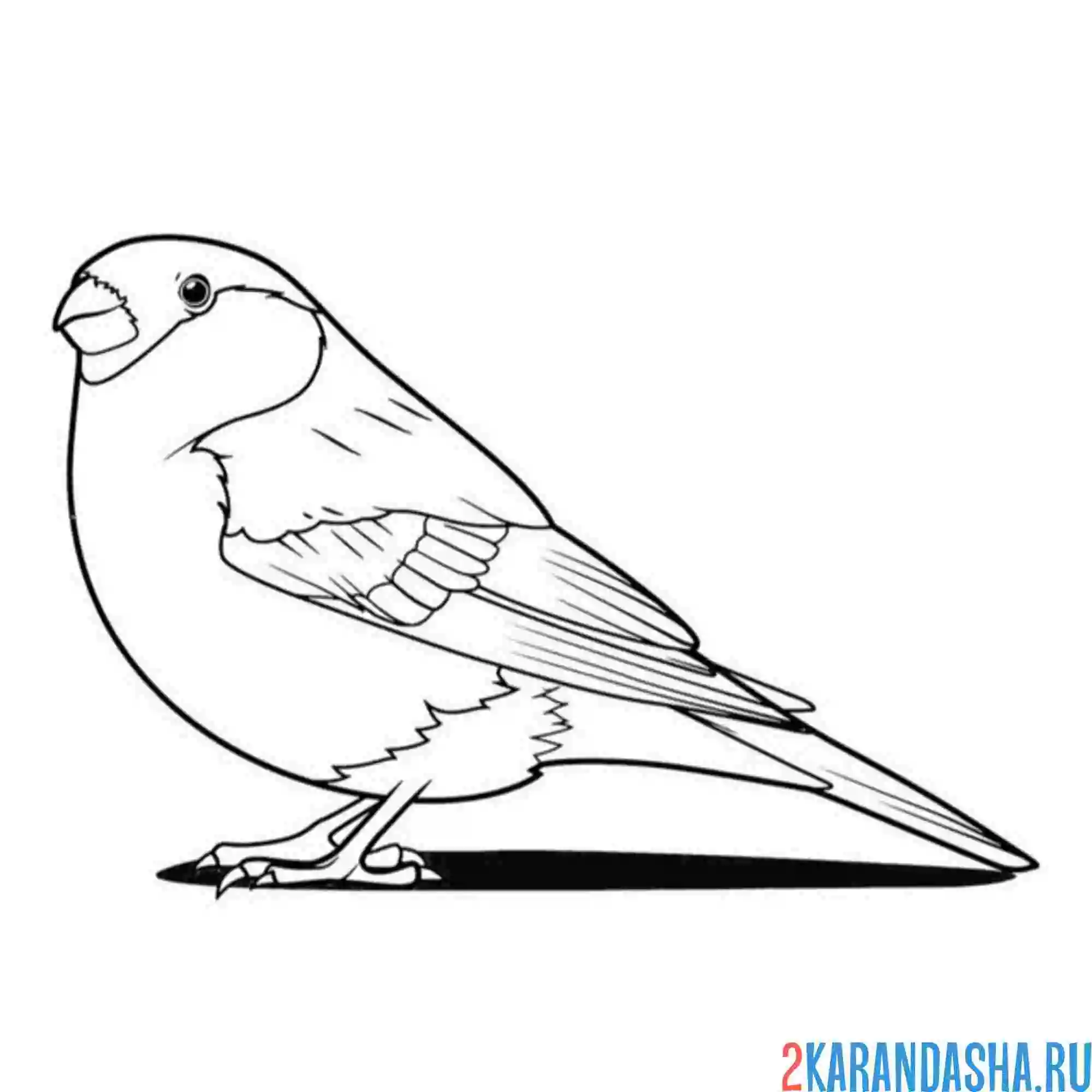 Раскраска снегирь настоящий