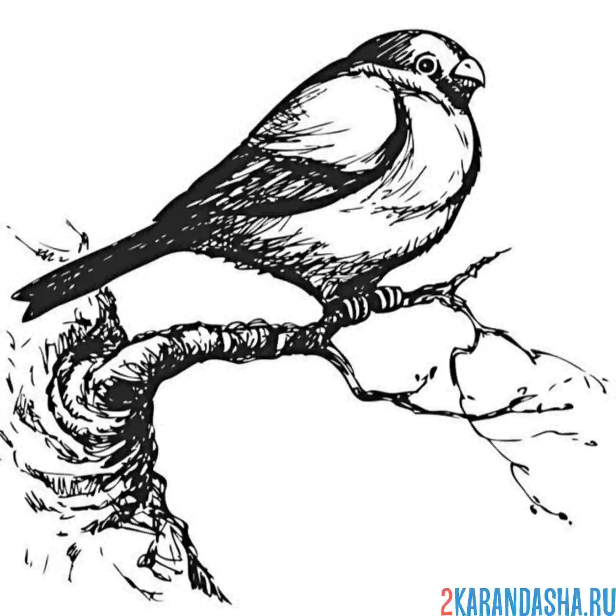 Раскраска снегирь фото