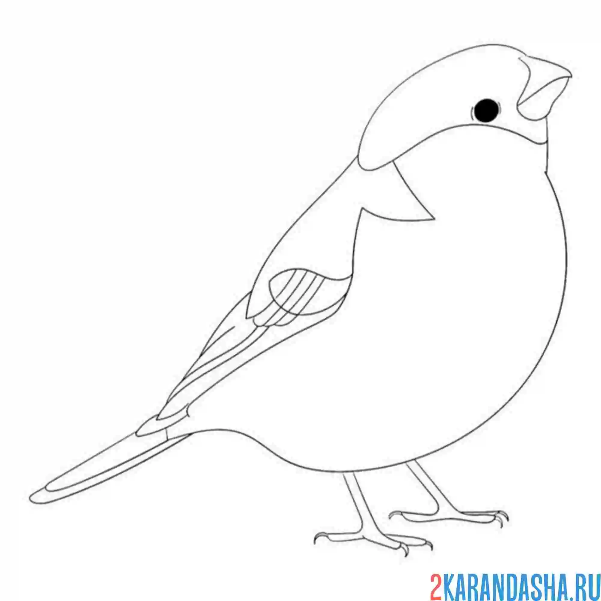 Раскраска снегирь как настоящий