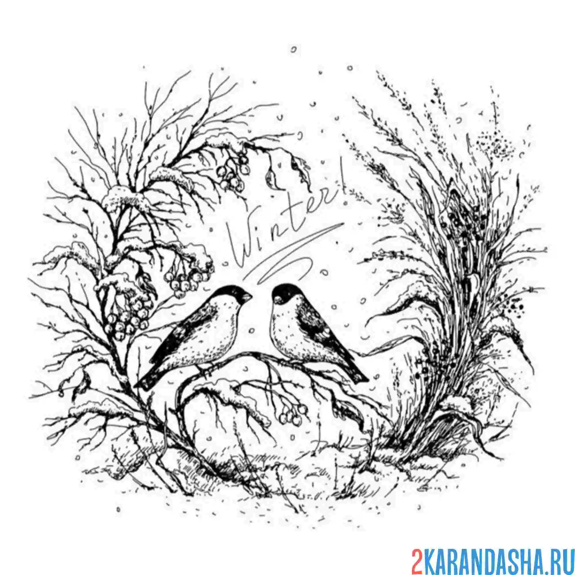 Раскраска два зимних снегиря