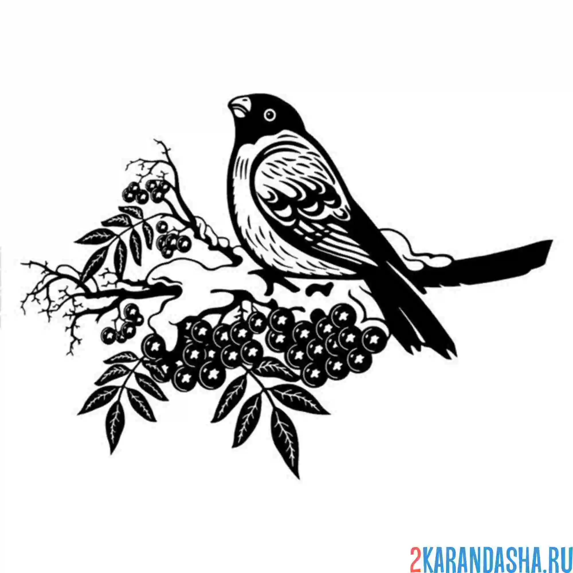 Раскраска снегирь на ветке