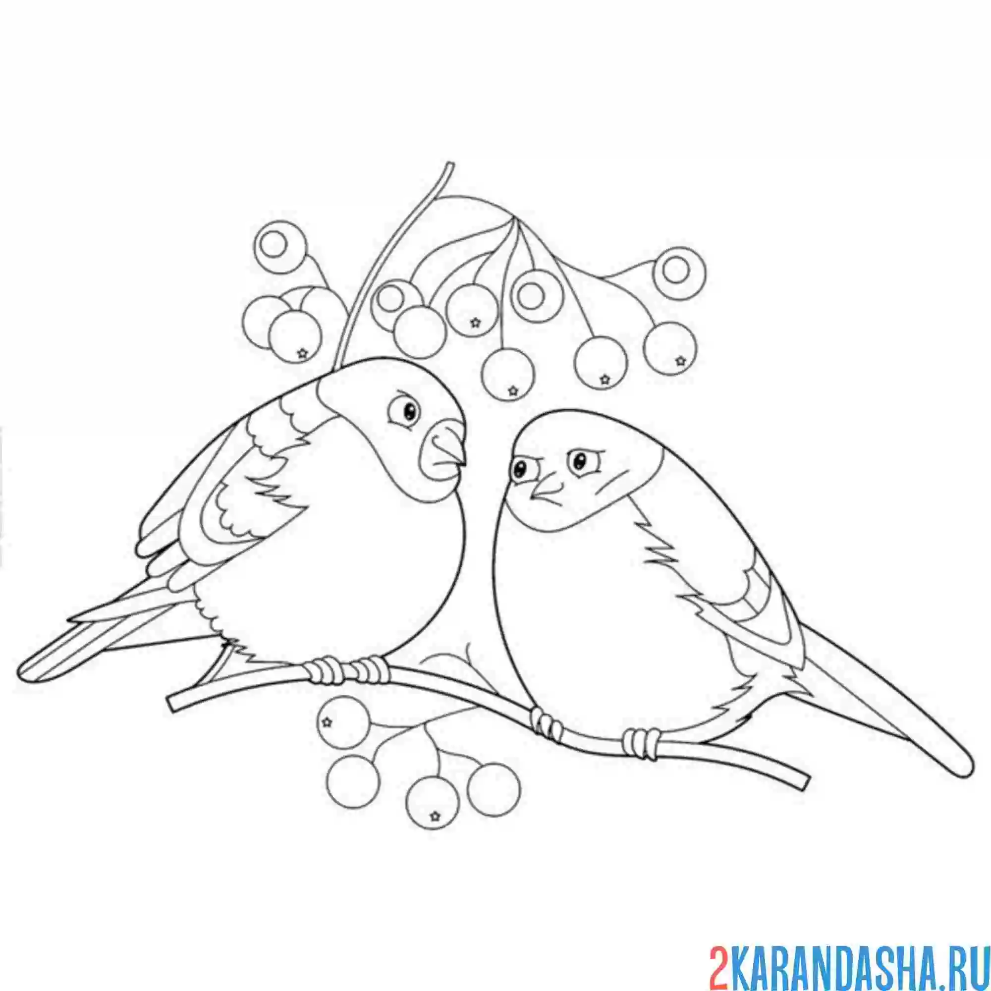 Раскраска недовольные снегири