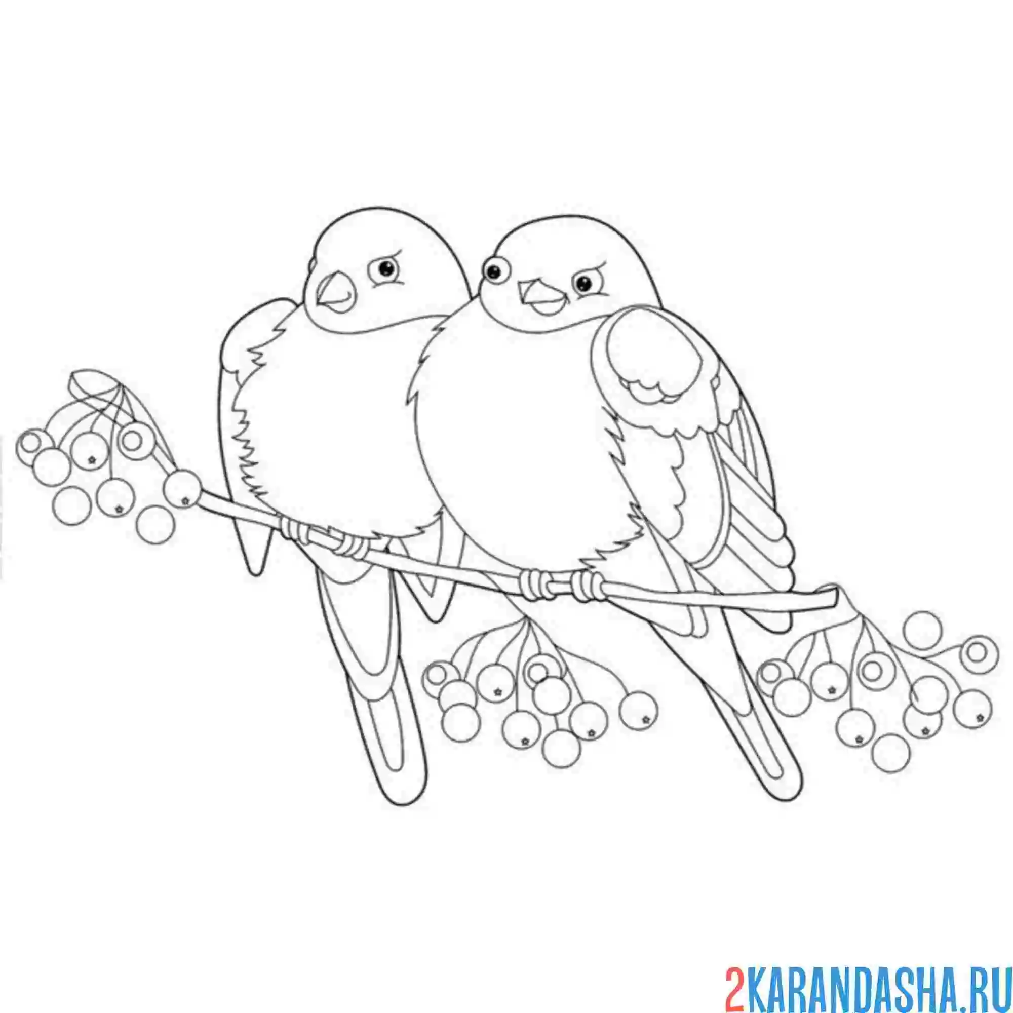 Раскраска снегири два