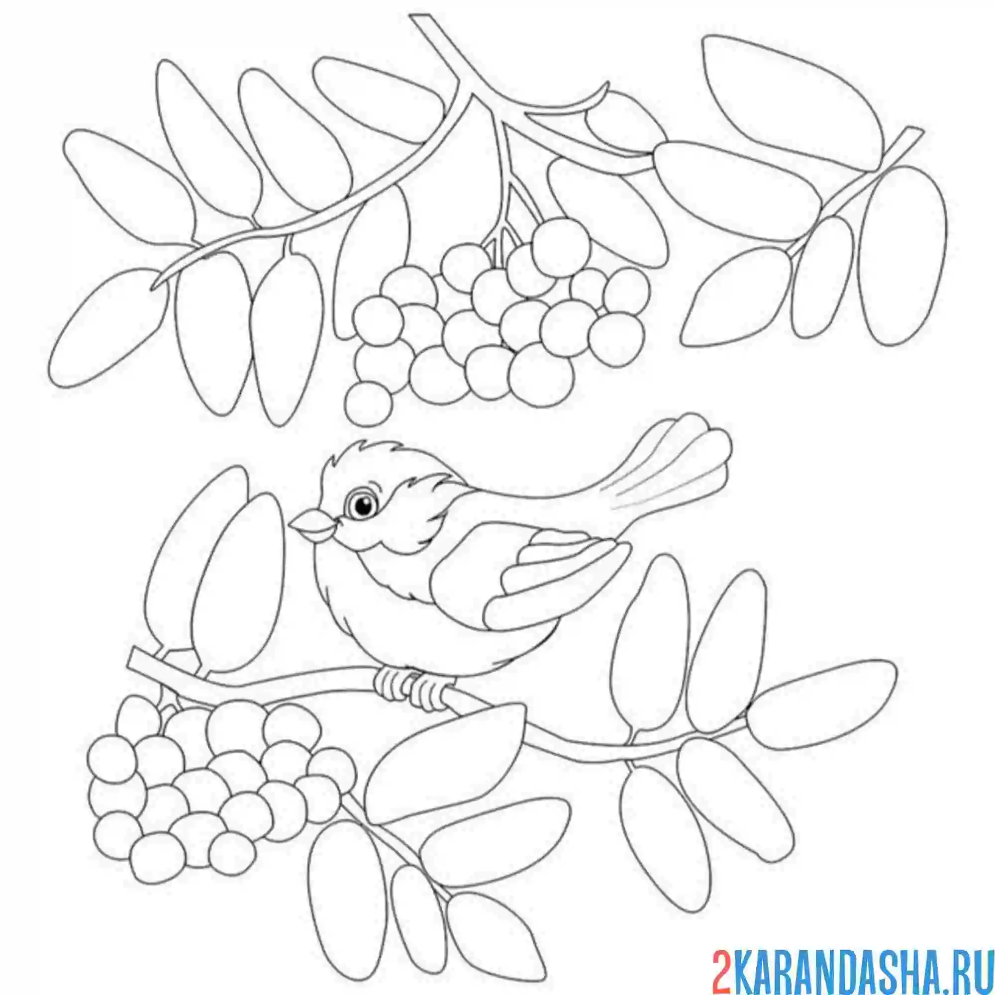 Раскраска снегирь на рябине