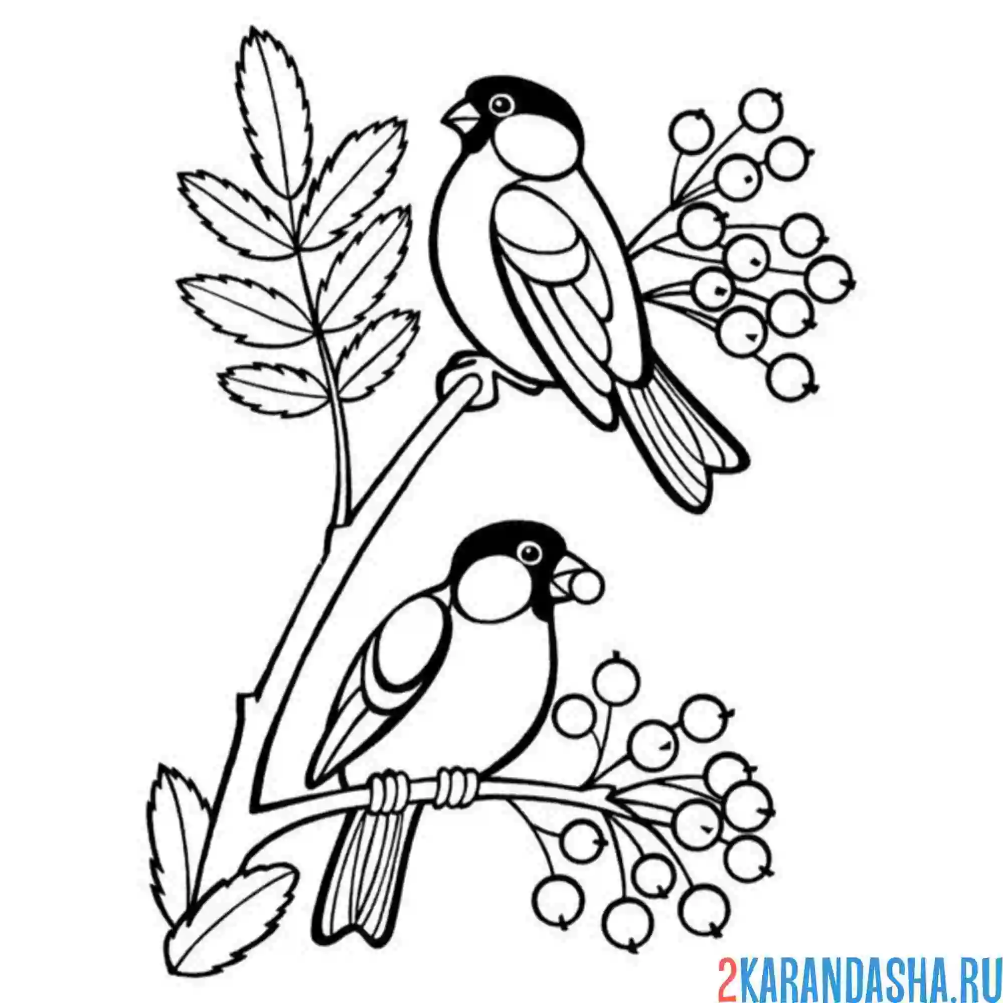 Раскраска снегири на рябине