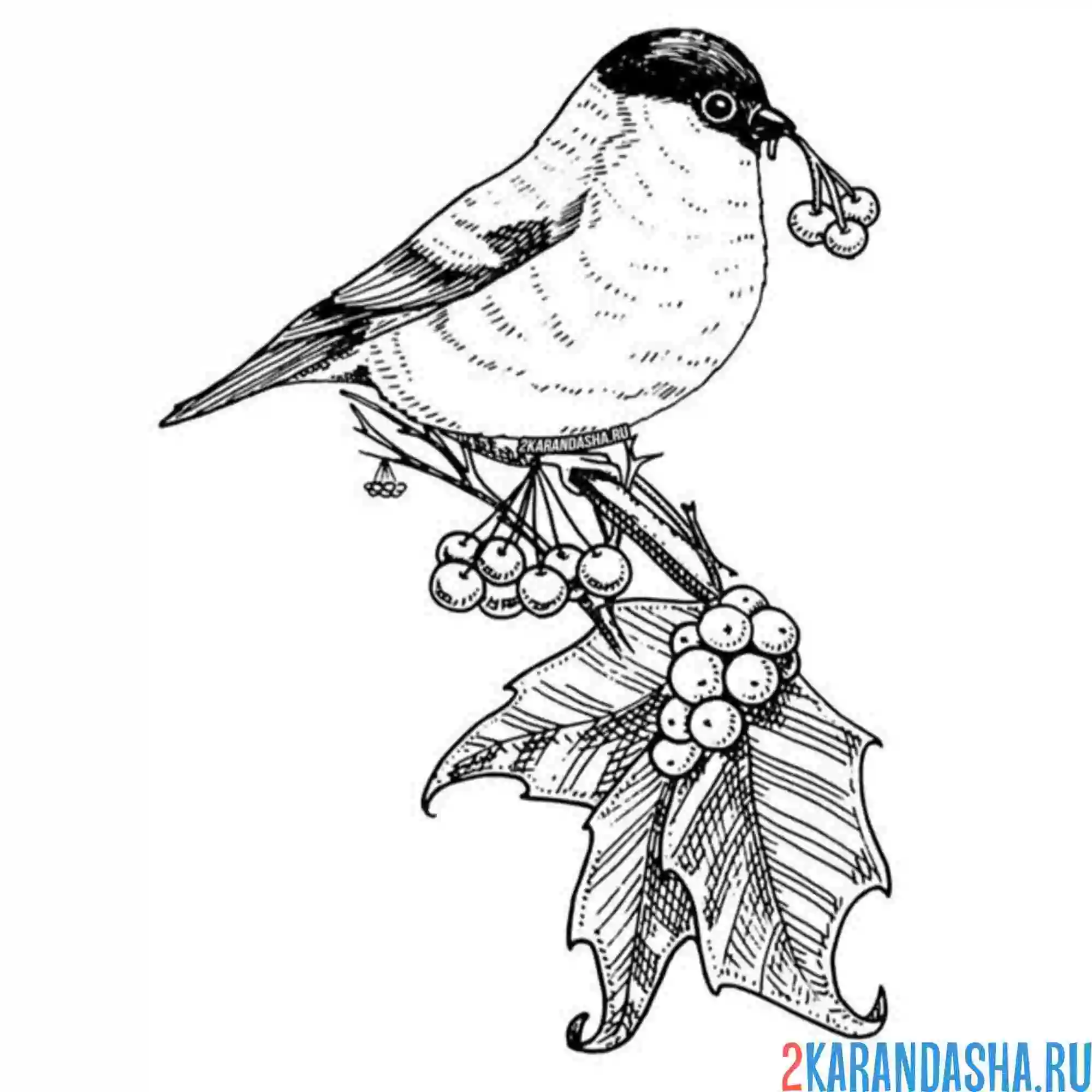 Раскраска снегирь с рябиной
