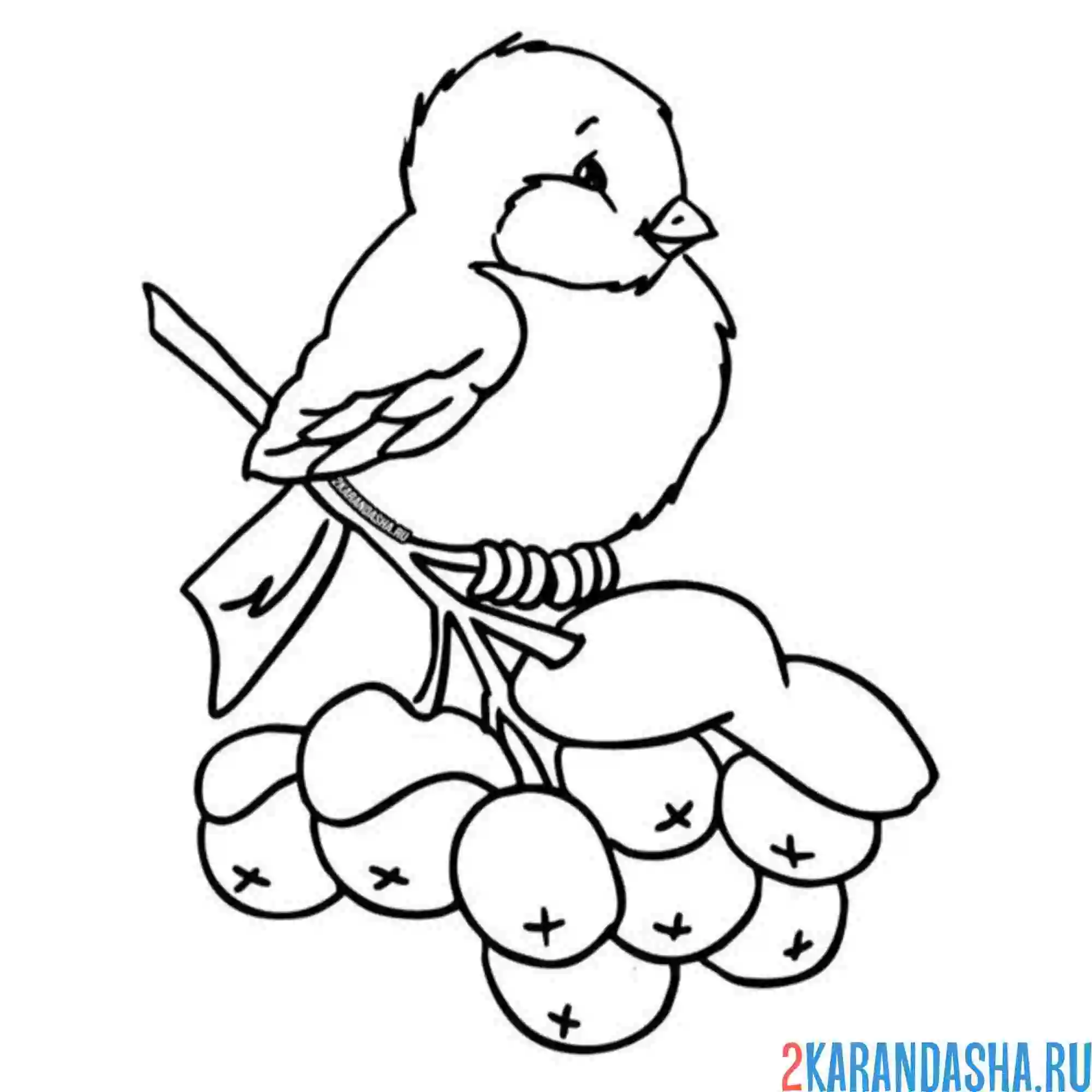 Раскраска снегирь на заснеженной ветке