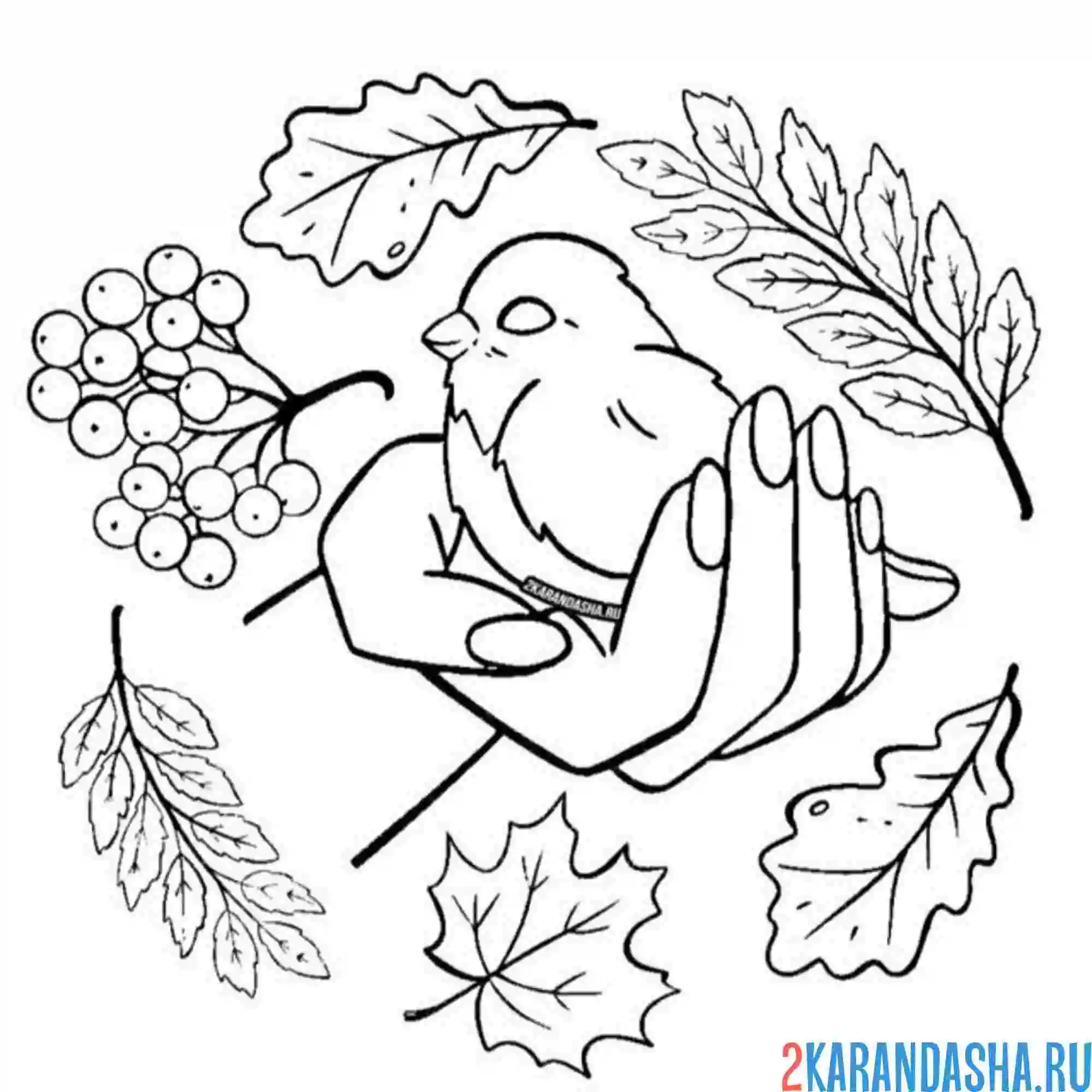 Раскраска снегирь спит