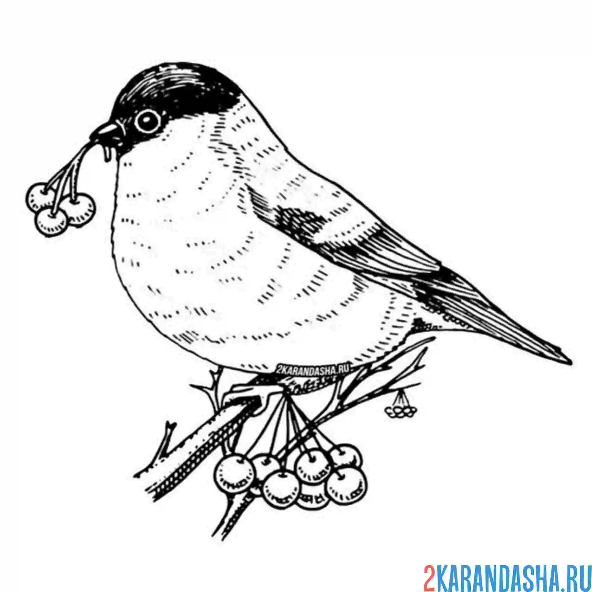 Раскраска рябина у снегиря