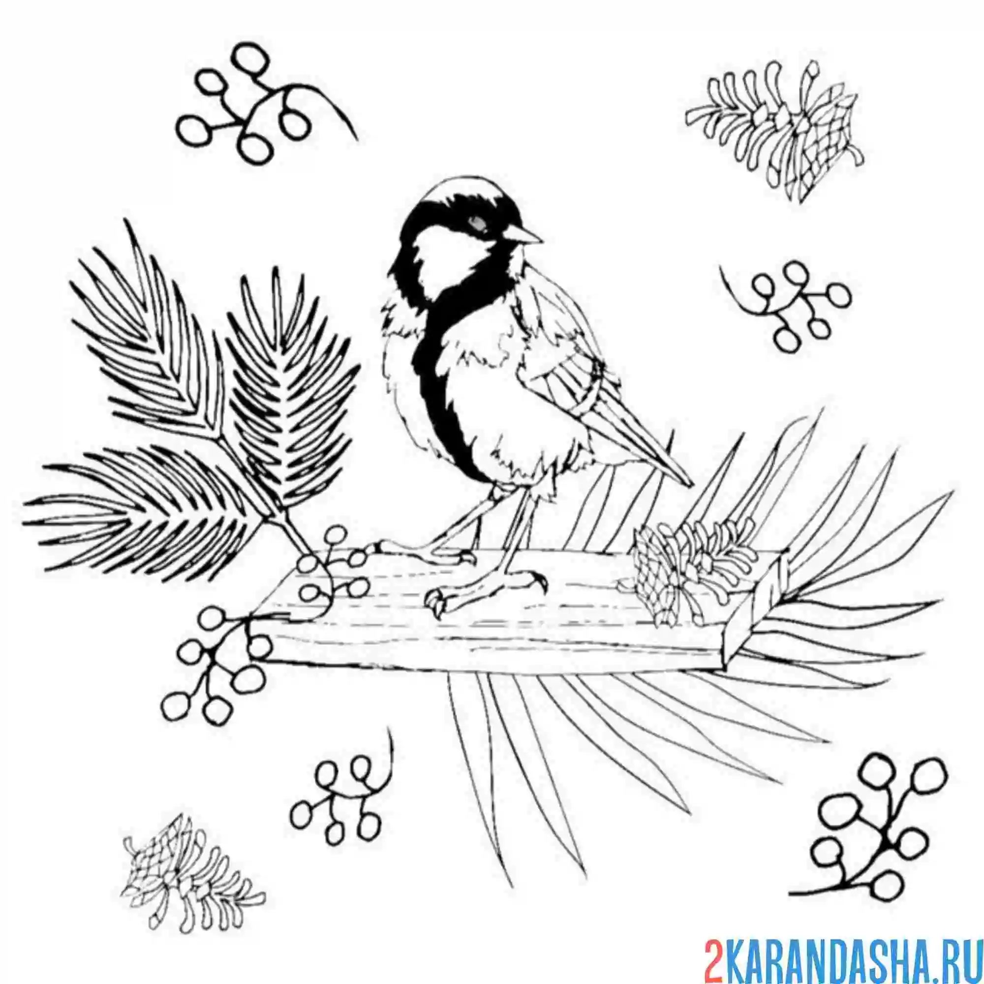 Раскраска синичка зимняя