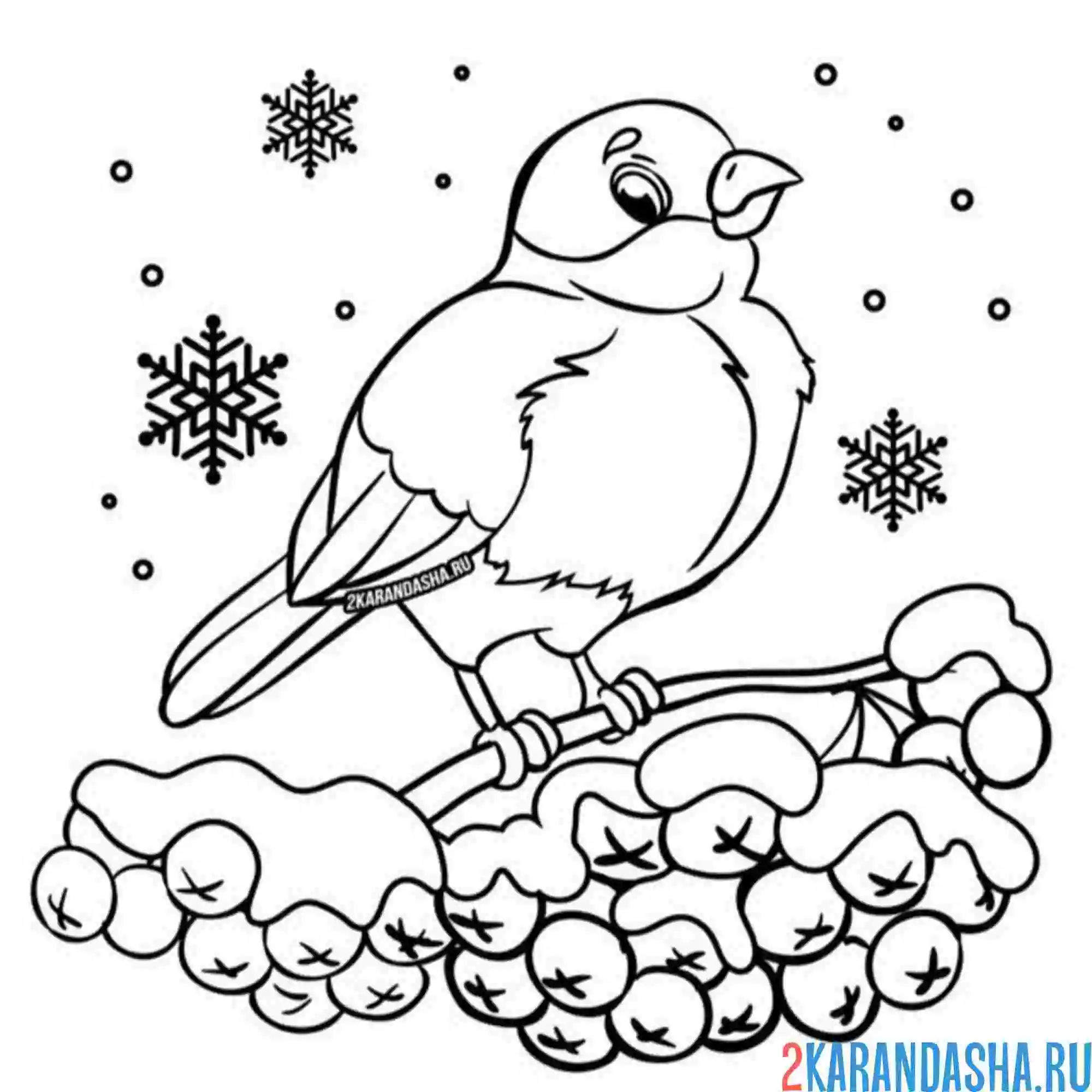 Раскраска снегирь на ветке рябины