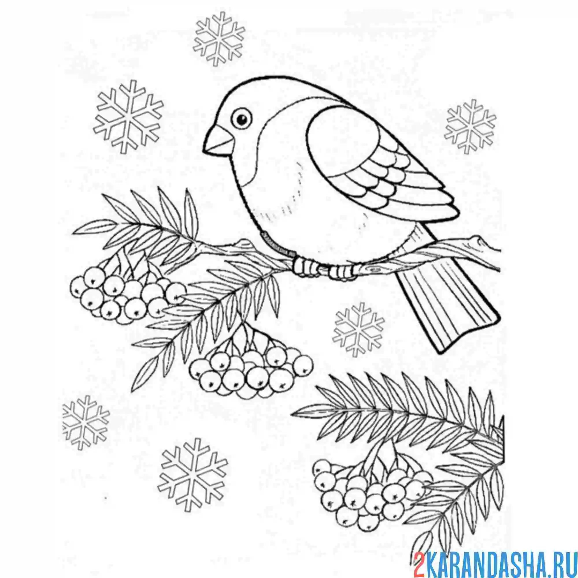 Раскраска снегирь сидит на ветке