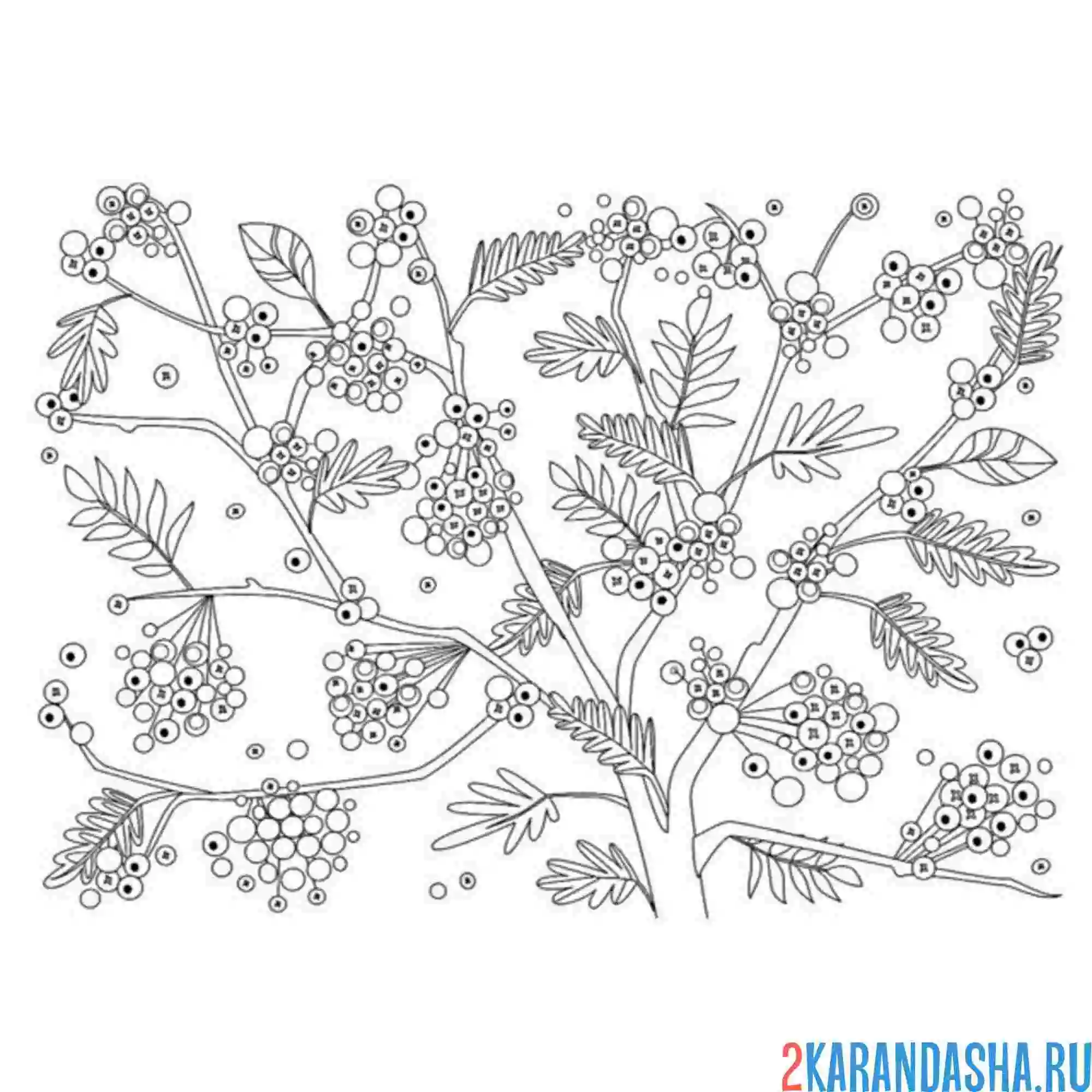 Раскраска ветки рябины
