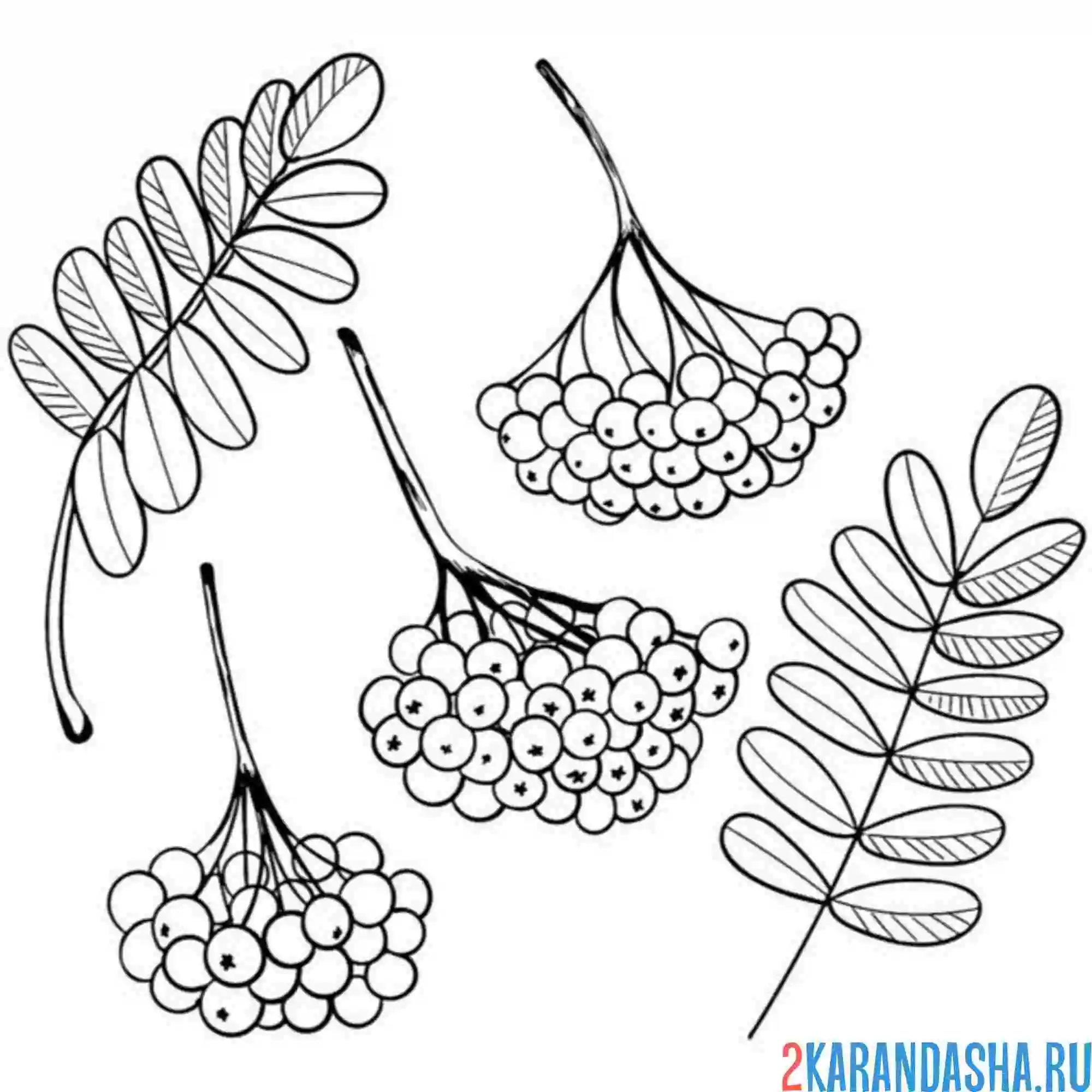 Раскраска рябина листья