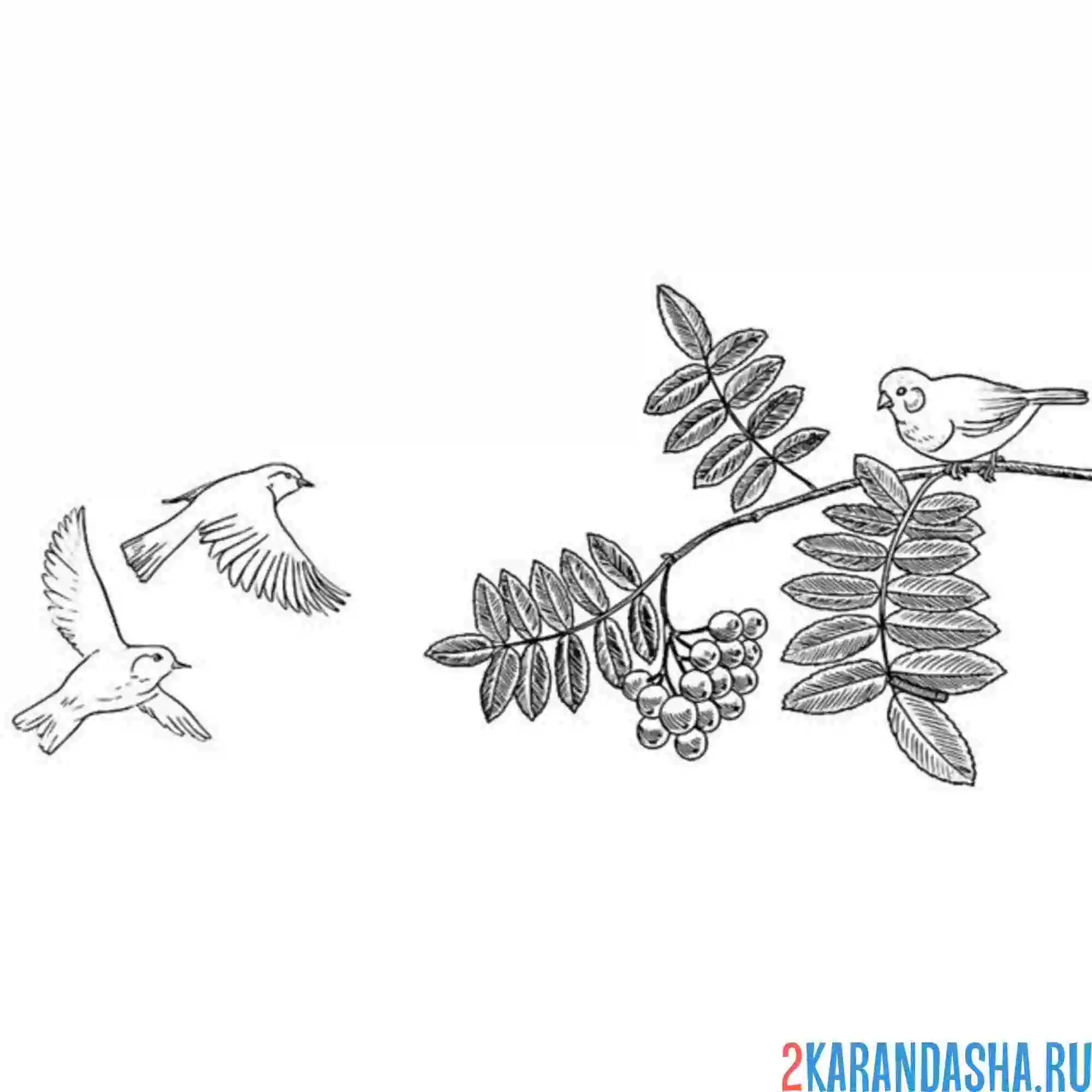 Раскраска птички летят на рябину
