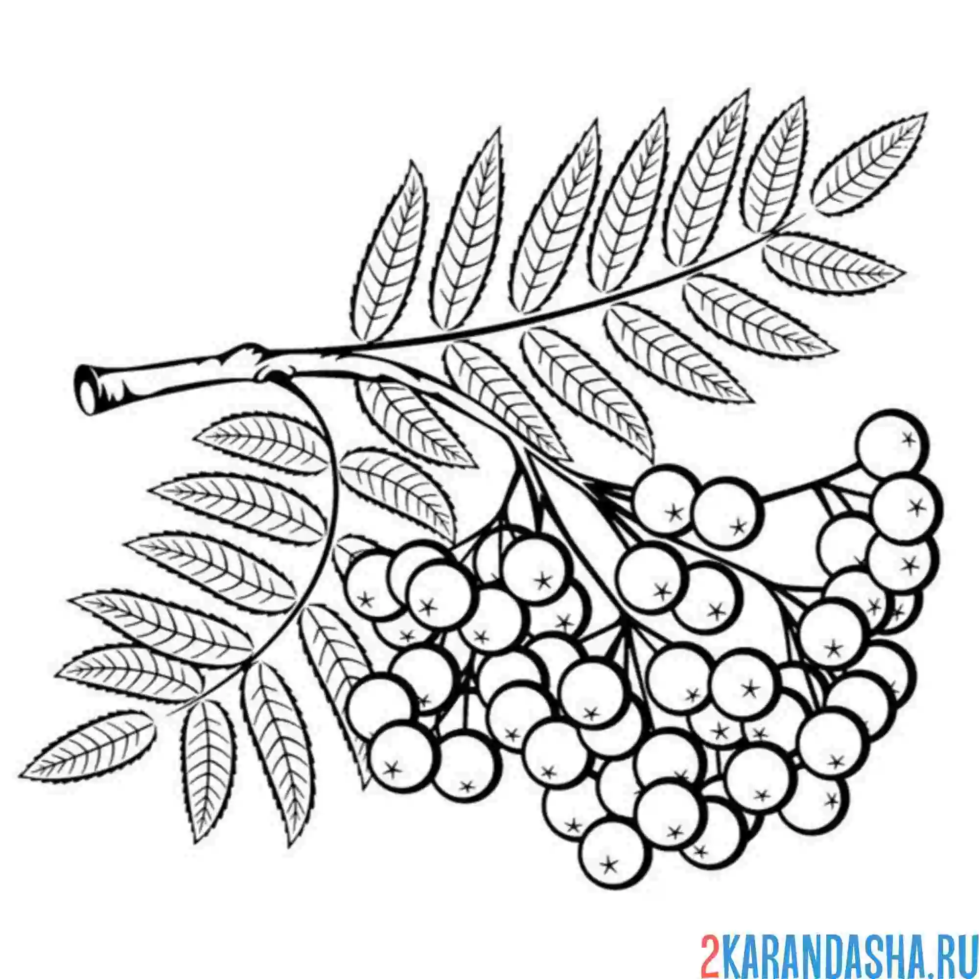 Раскраска веточка рябины