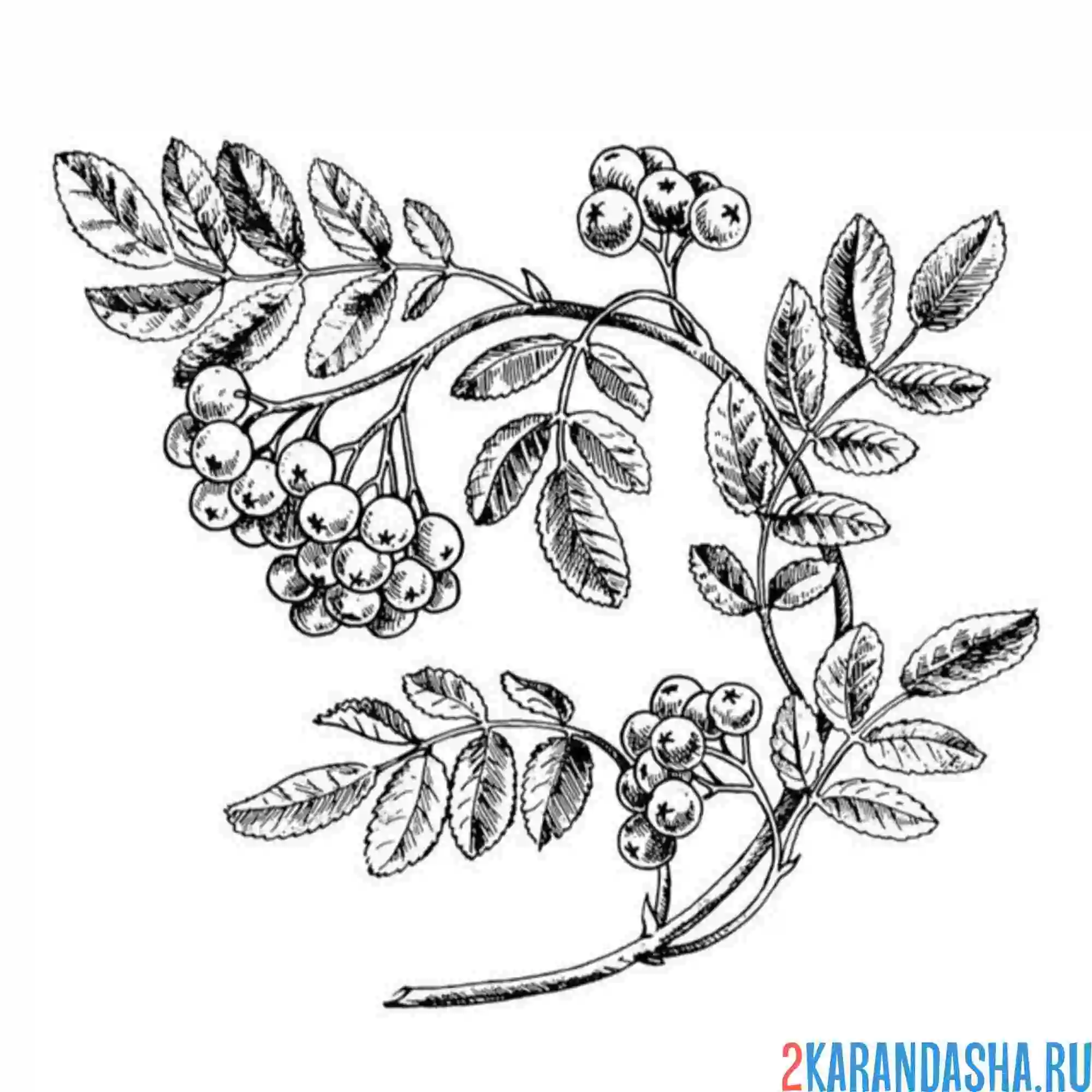 Раскраска рябина веточка настоящая