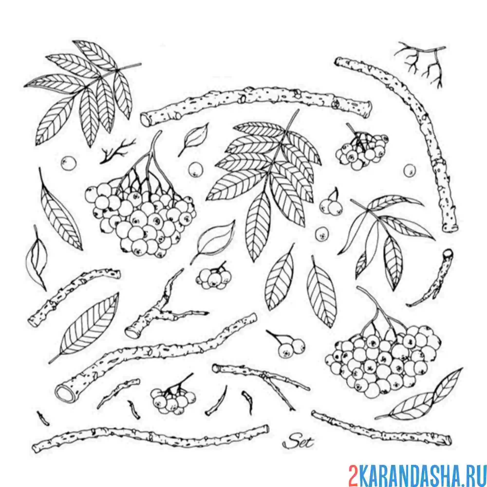 Раскраска палочки и веточки рябины