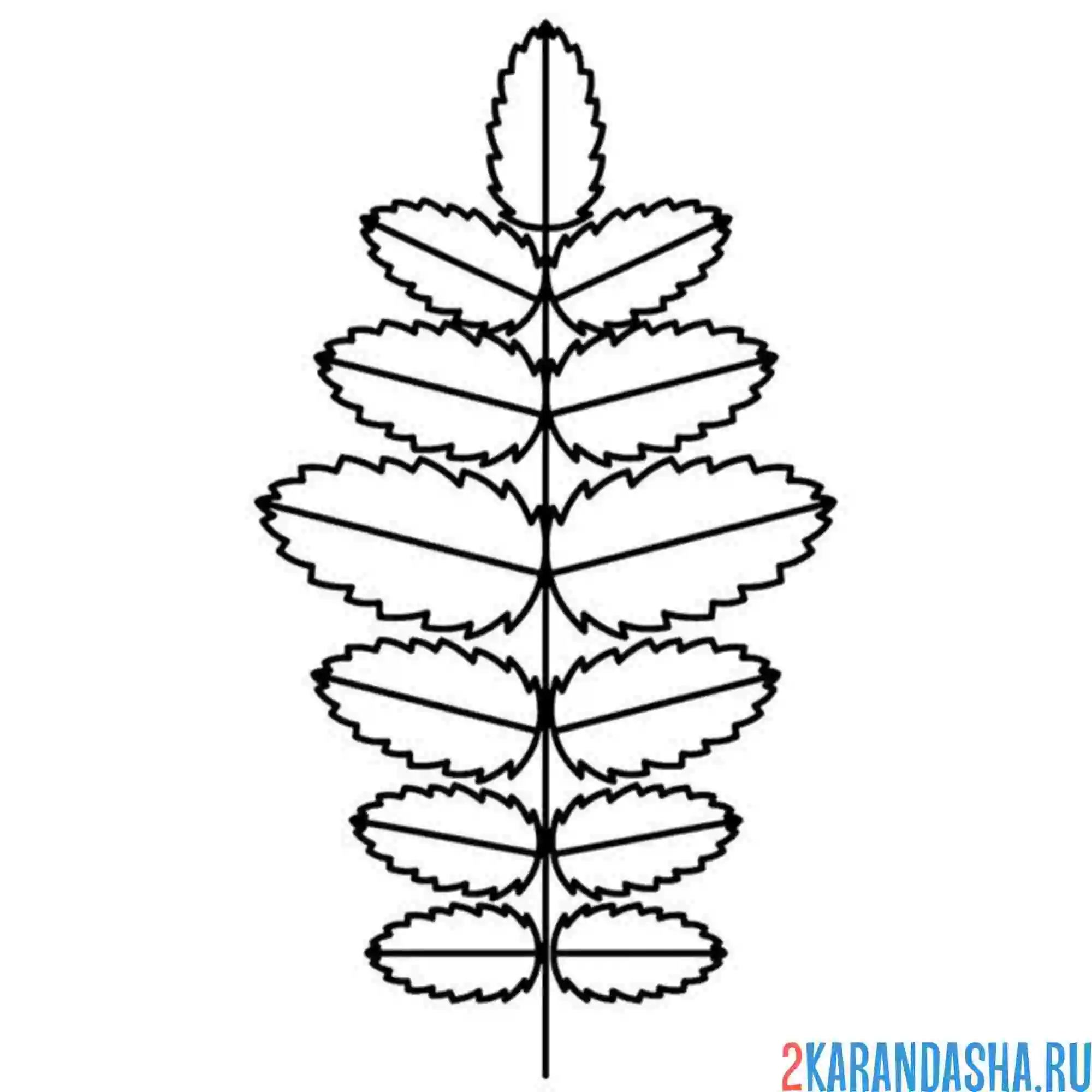 Раскраска листочек рябины