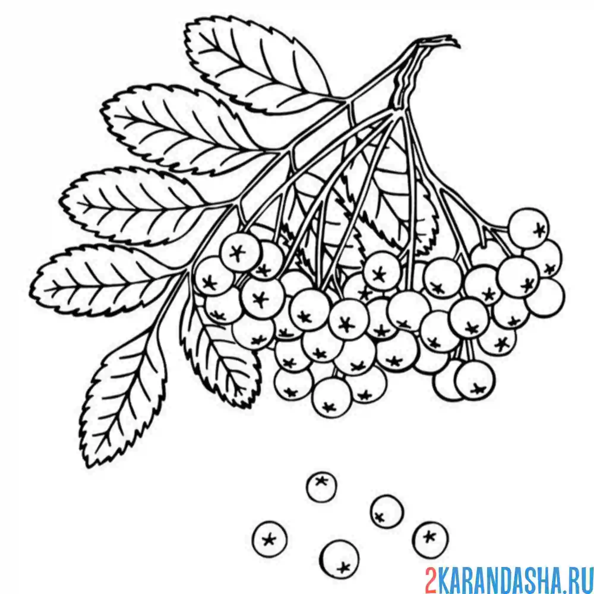 Раскраска рябина с листочками