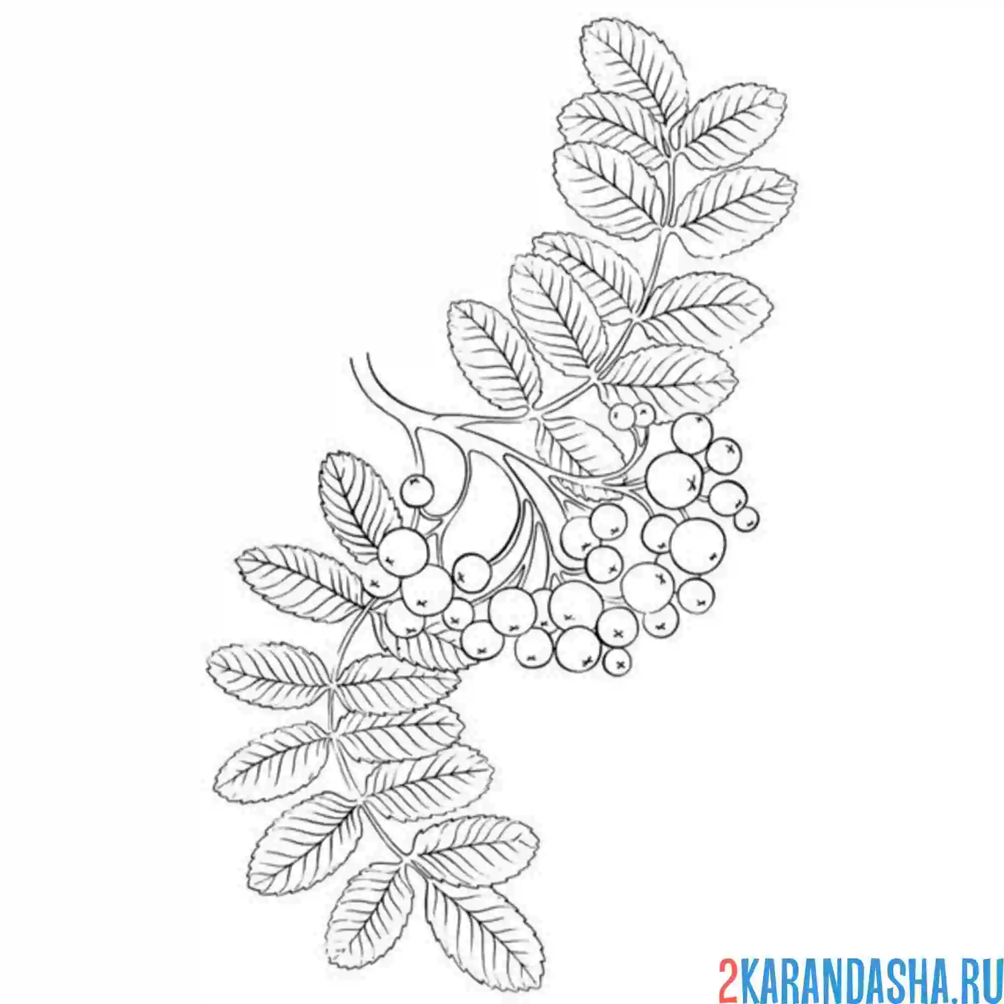 Раскраска веточка рябины с листьями