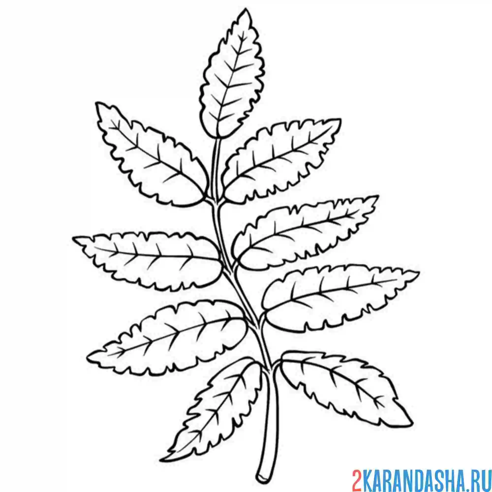Раскраска листья рябины веточка