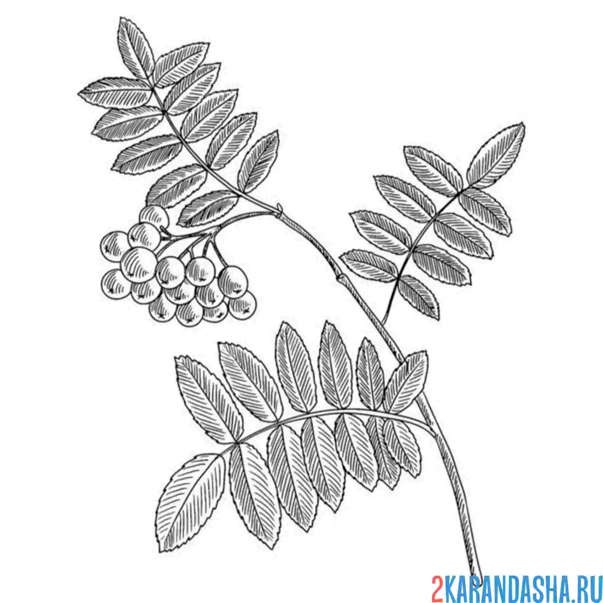 Раскраска рябина с зелеными листьями