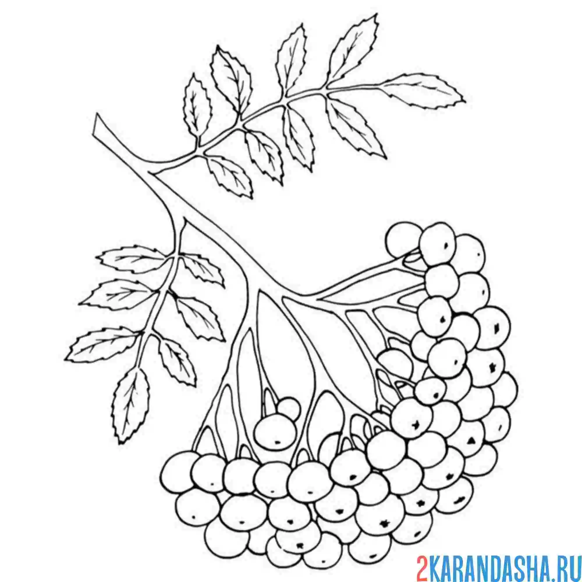 Раскраска ветка рябины