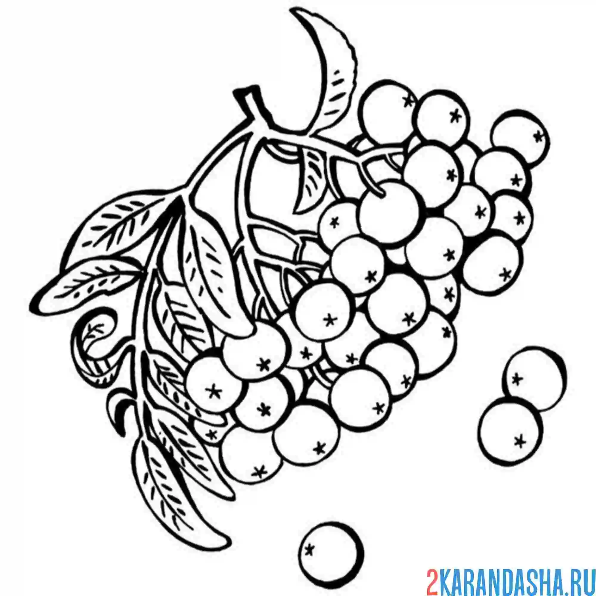 Раскраска рябина листочки и веточка