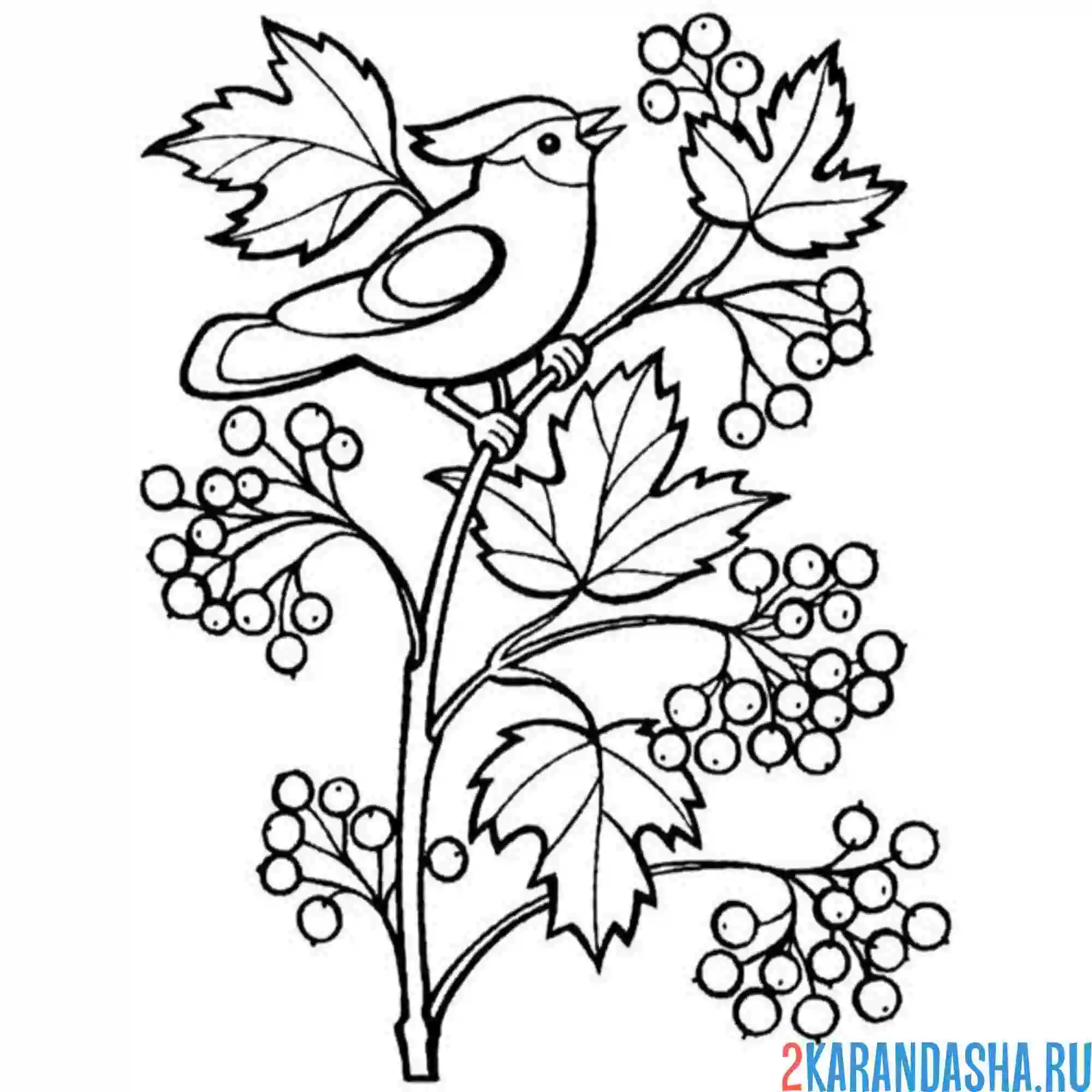 Раскраска птичка на ягодках