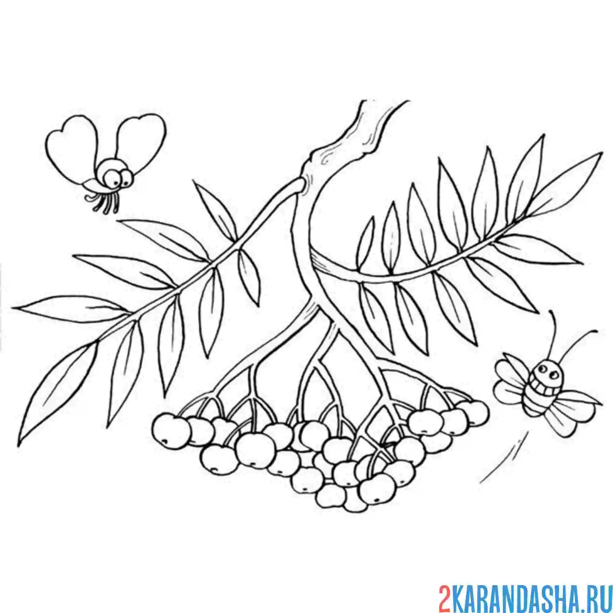 Раскраска рябина и букашка