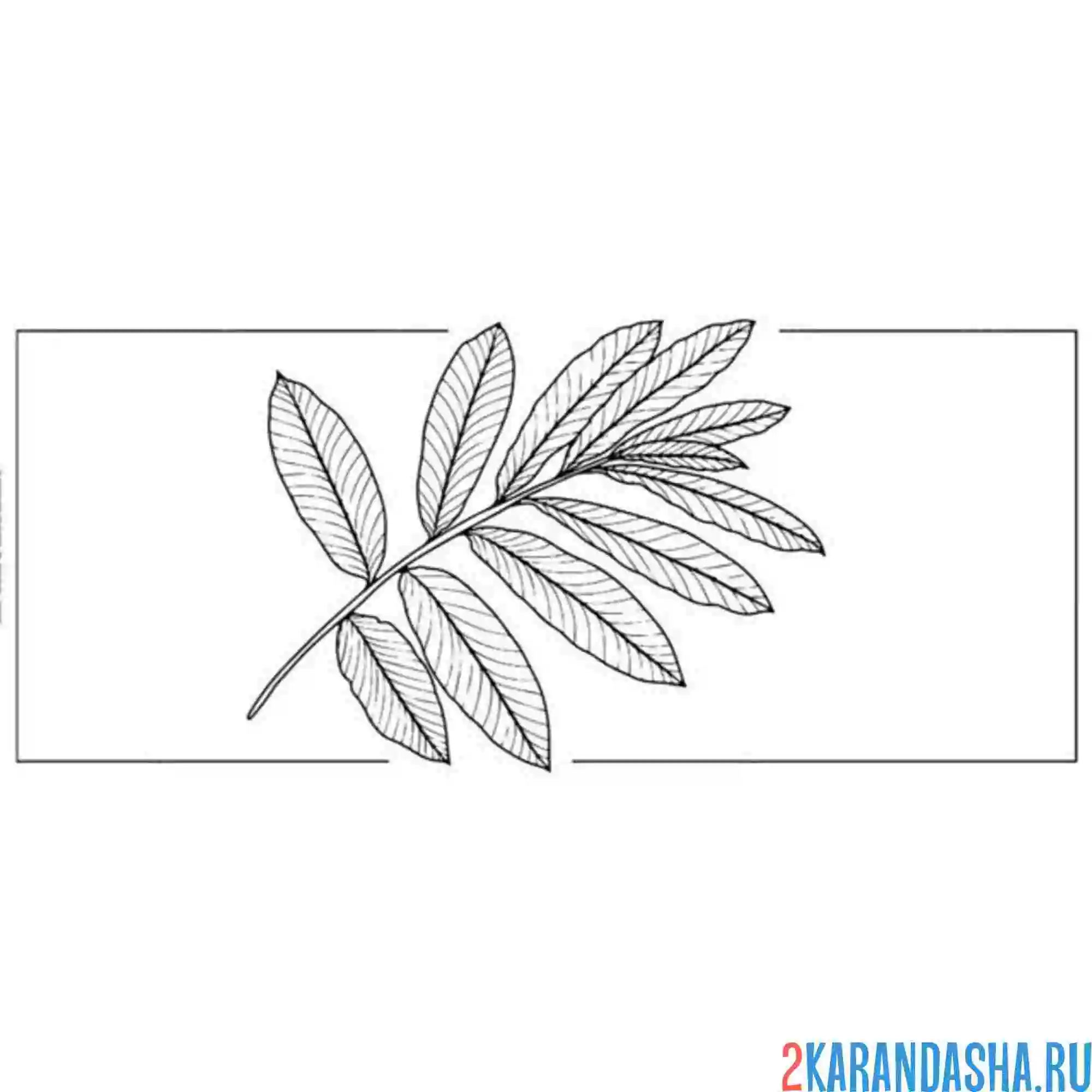 Раскраска маленькая веточка рябины