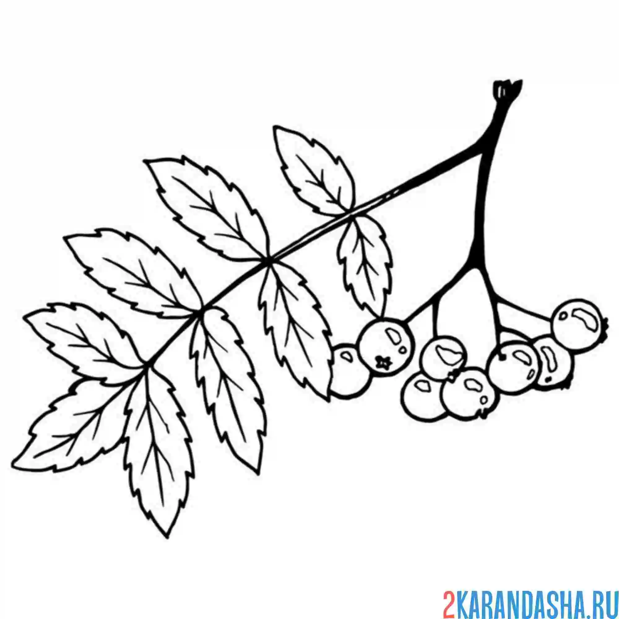 Раскраска небольшая веточка рябины