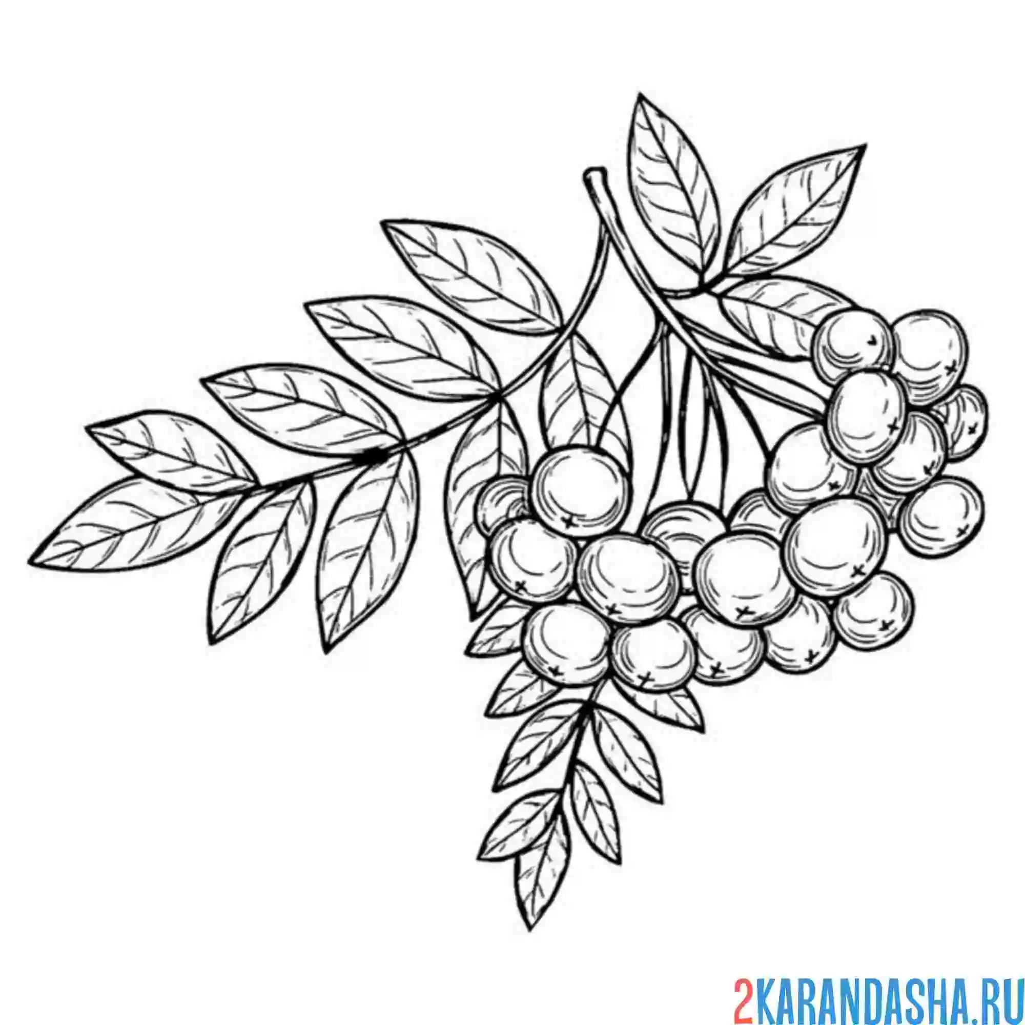 Раскраска красивая ветка рябины