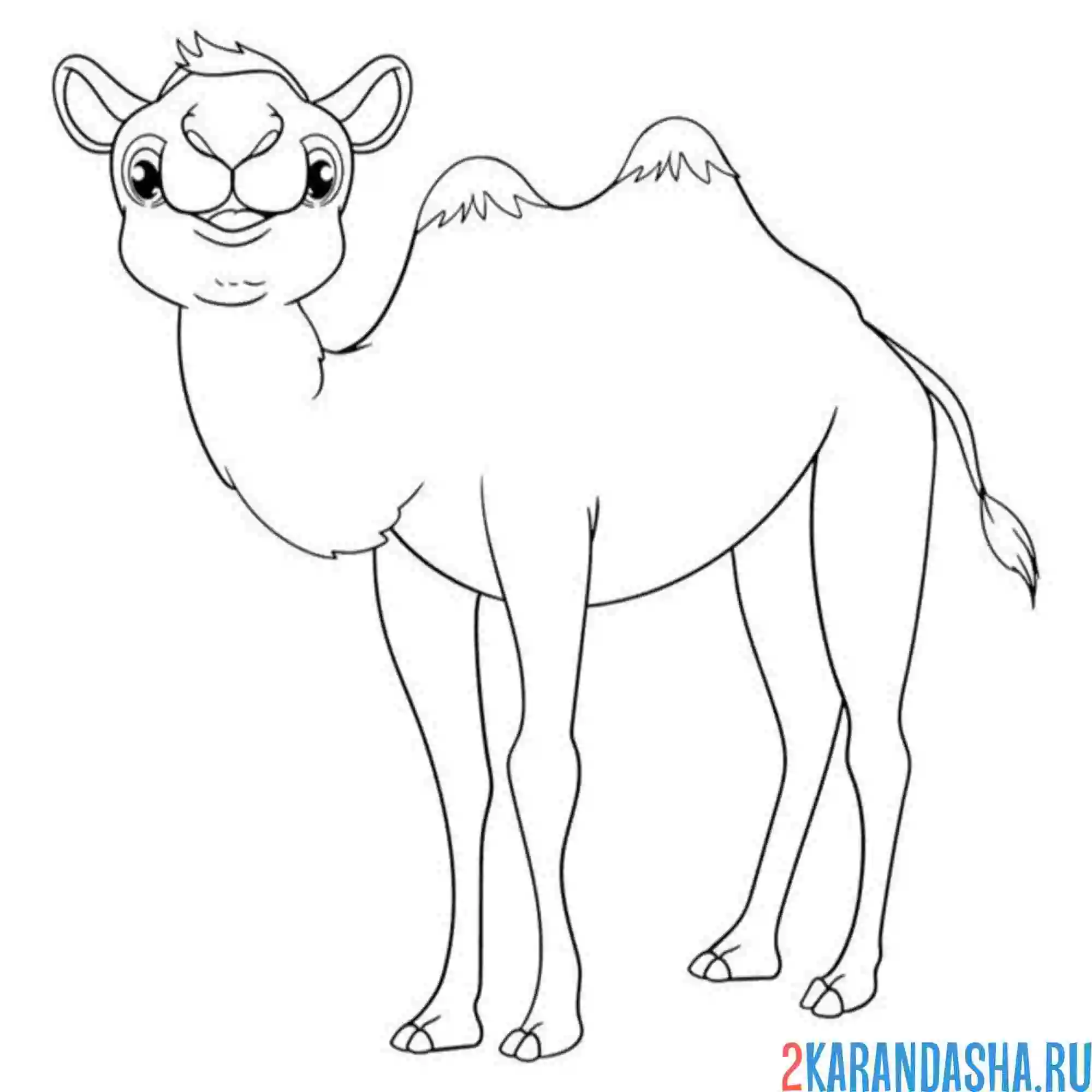 Раскраска молодой верблюд